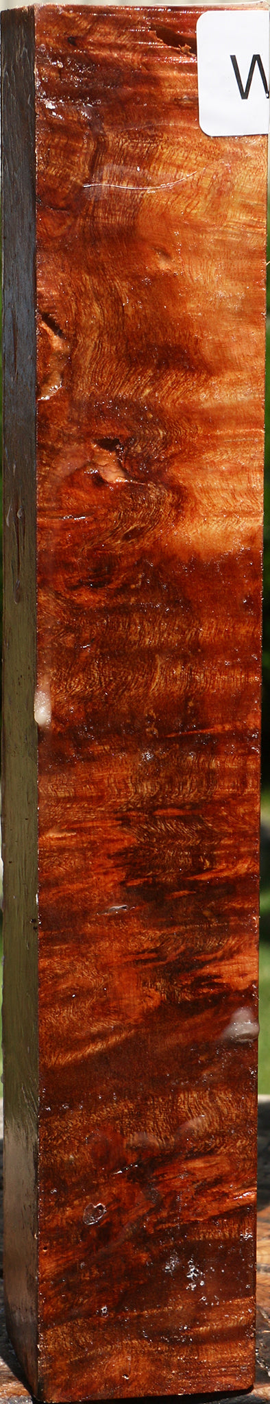 Camphor Burl Turning Square