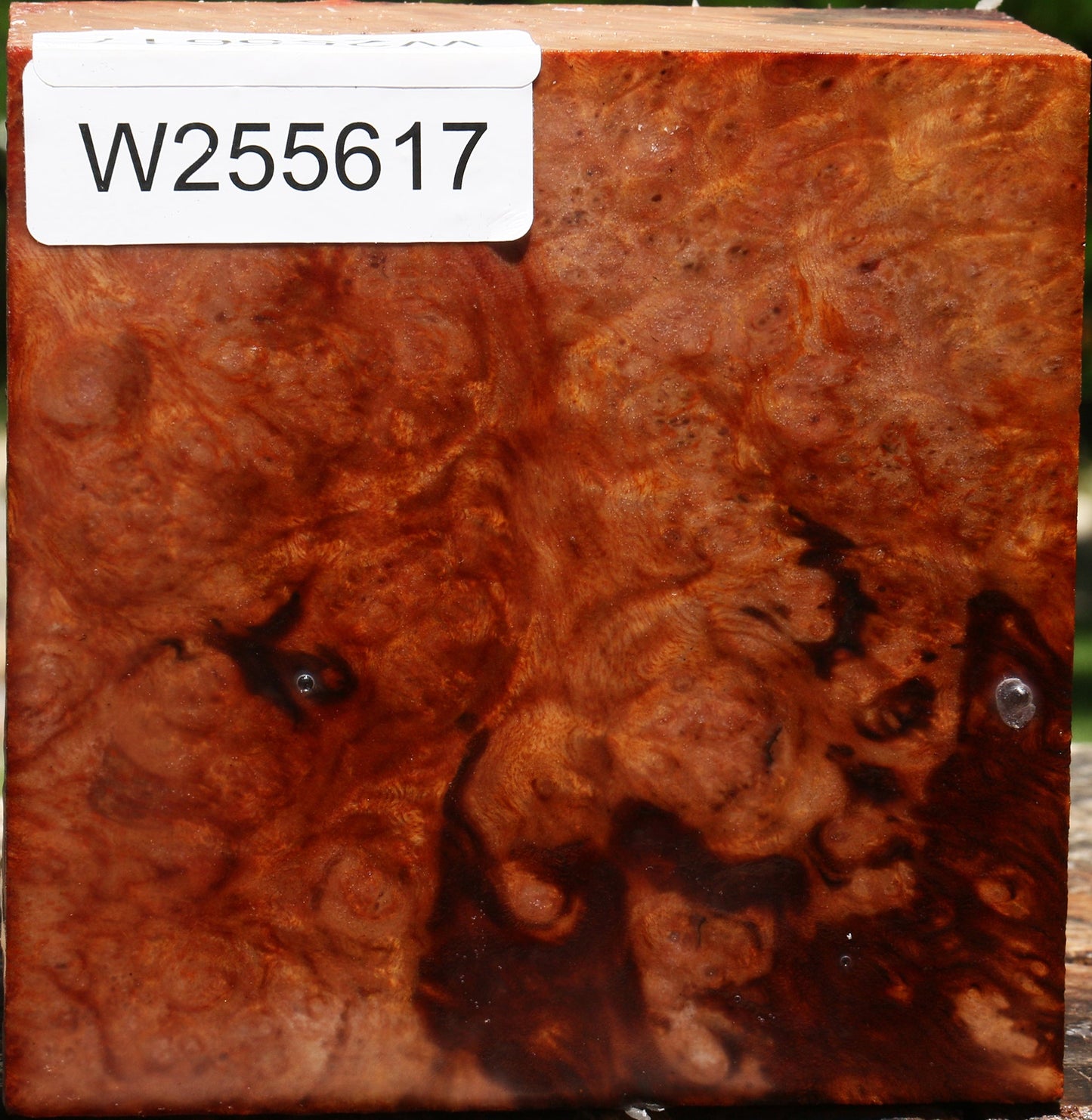 Afzelia Burl Bowl Blank