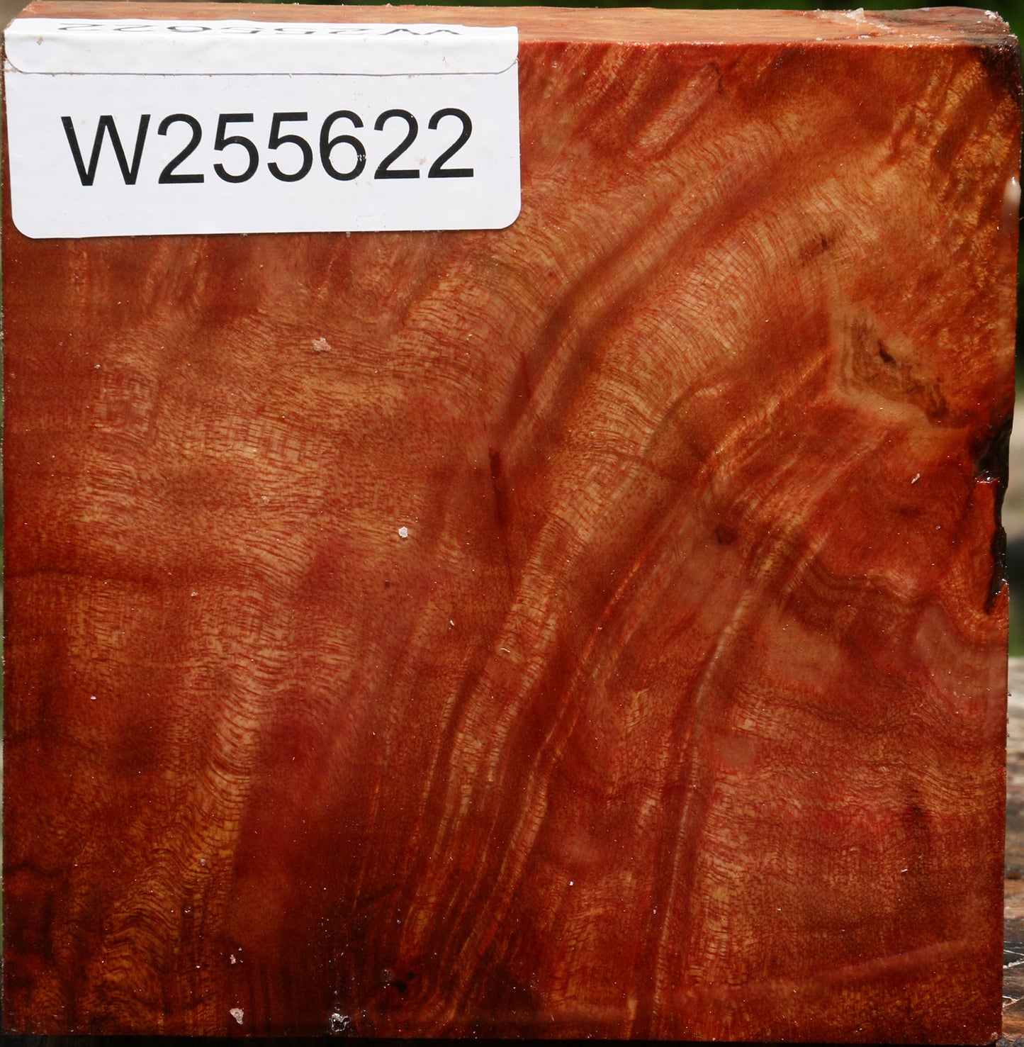 Camphor Burl Bowl Blank
