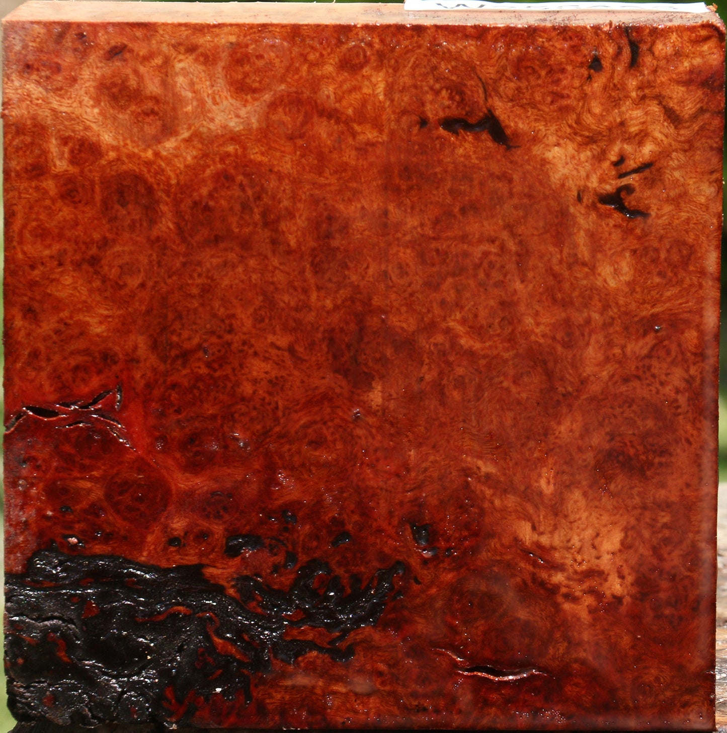 Camphor Burl Bowl Blank