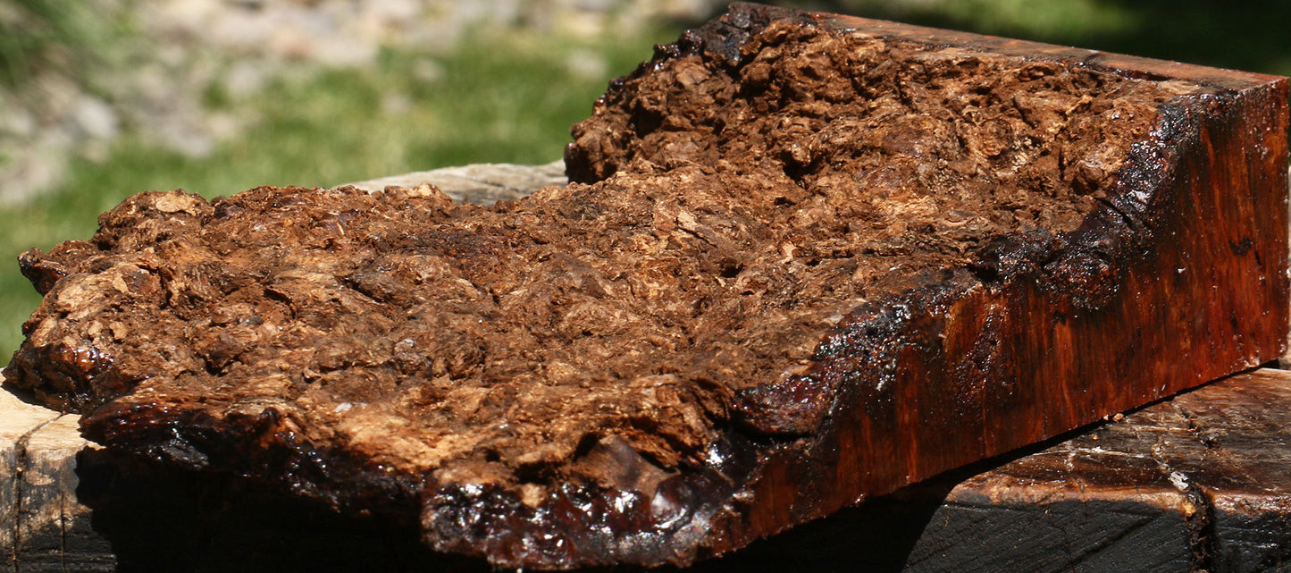 Camphor Burl Live Edge Lumber