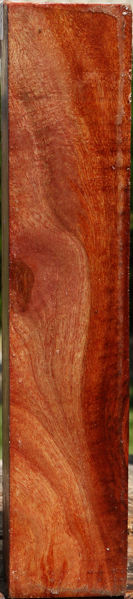 Camphor Burl Turning Square