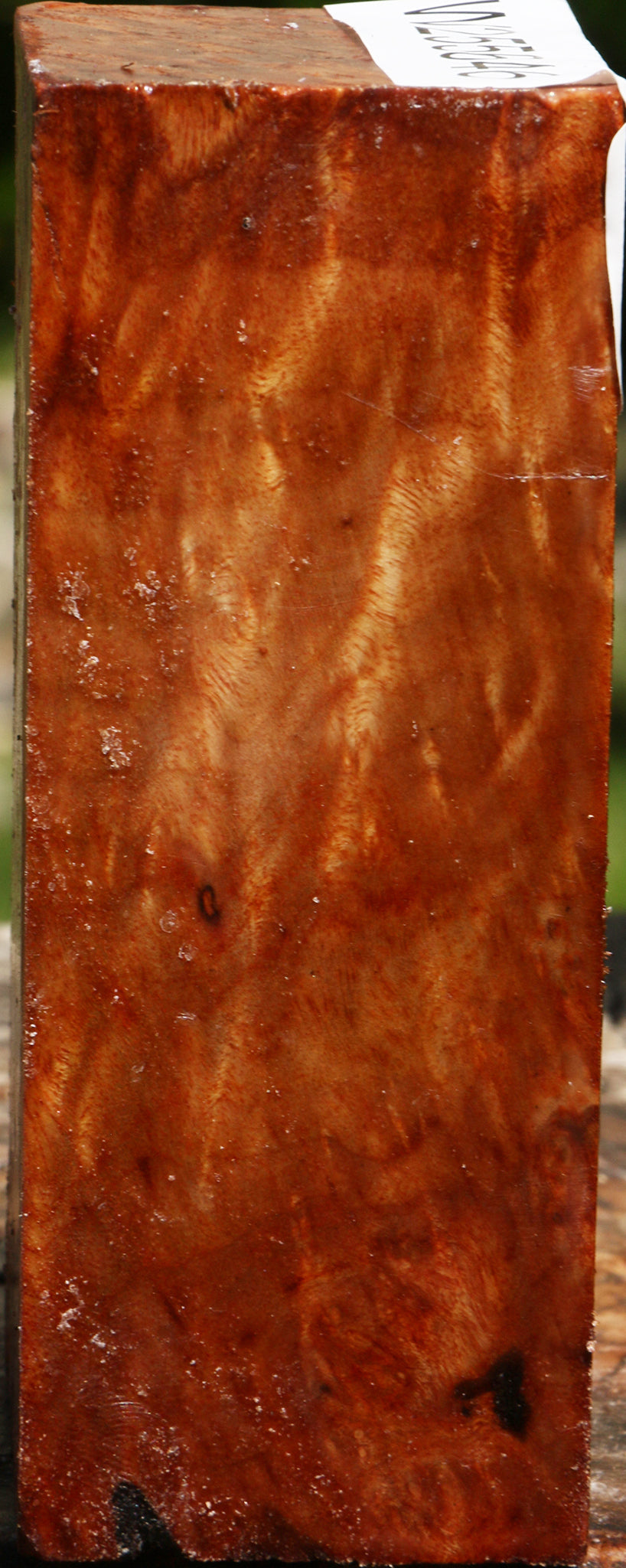 Camphor Burl Turning Blank