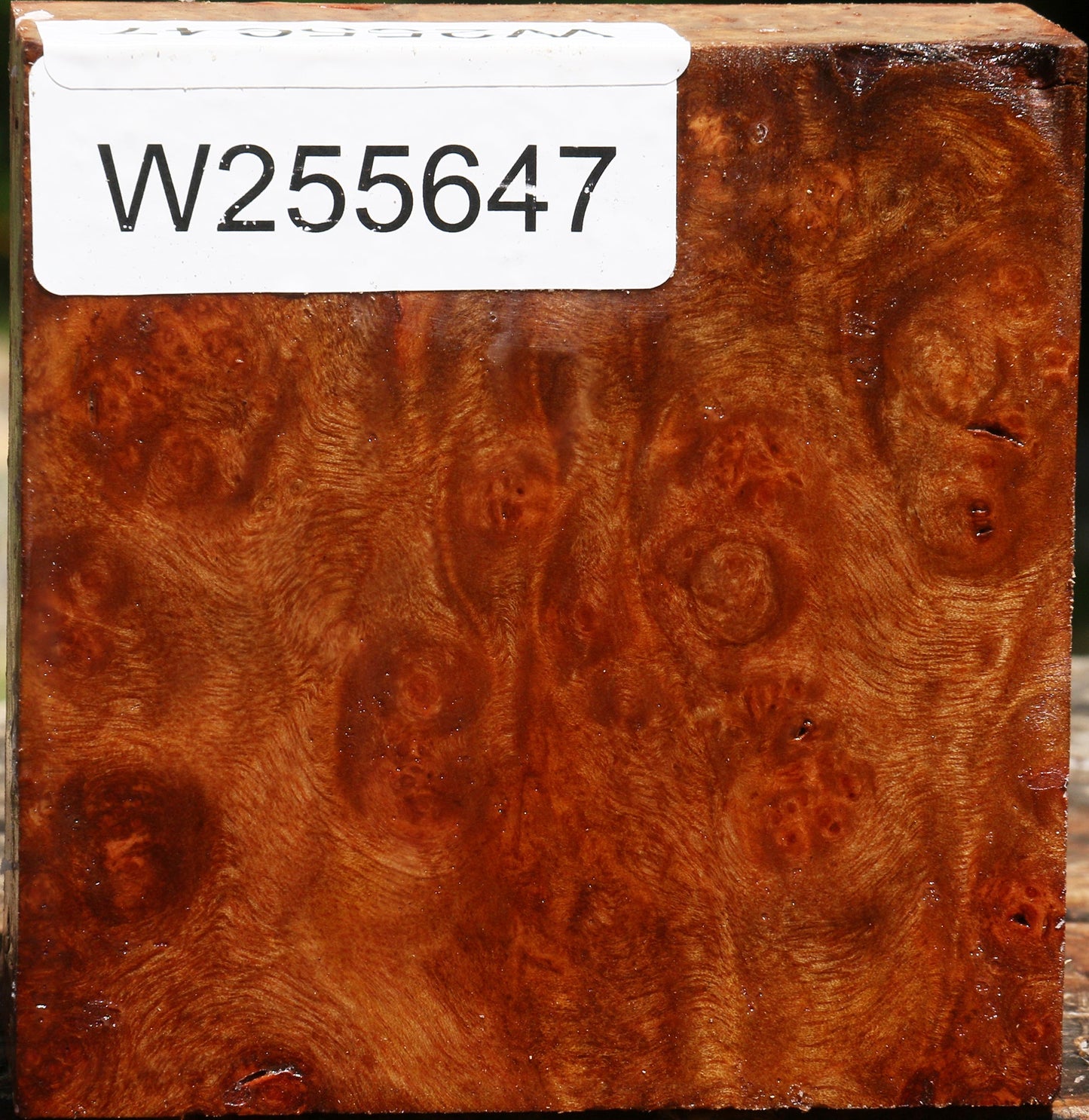 Afzelia Burl Bowl Blank