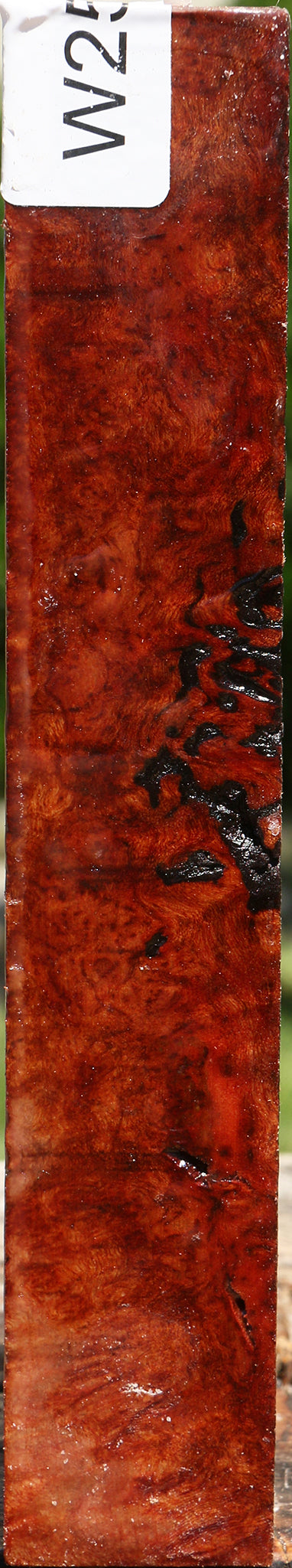 Camphor Burl Turning Square