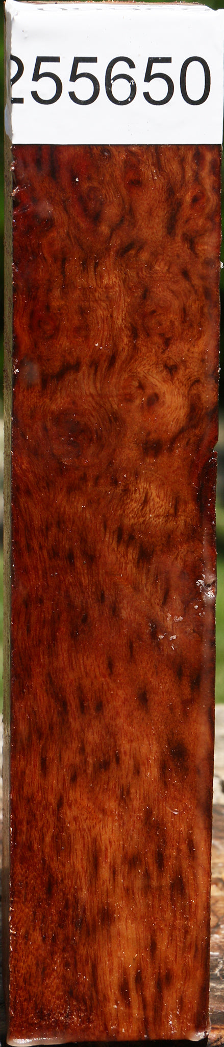 Camphor Burl Turning Square