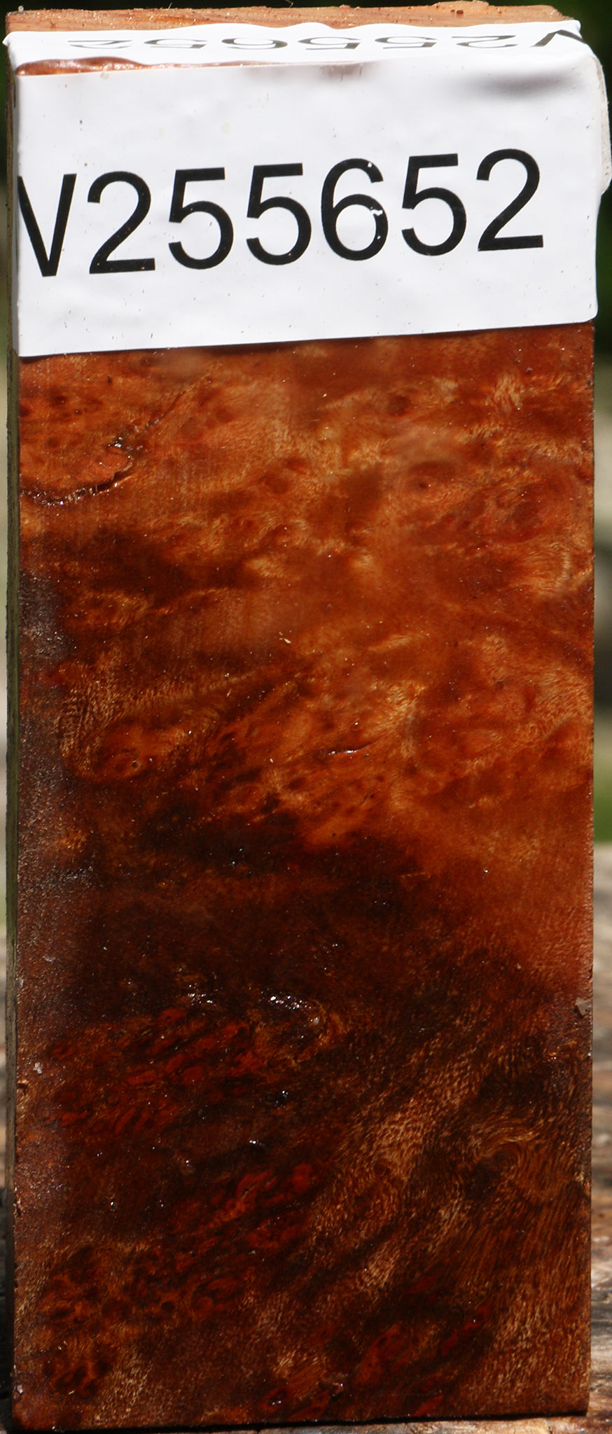 Camphor Burl Turning Blank