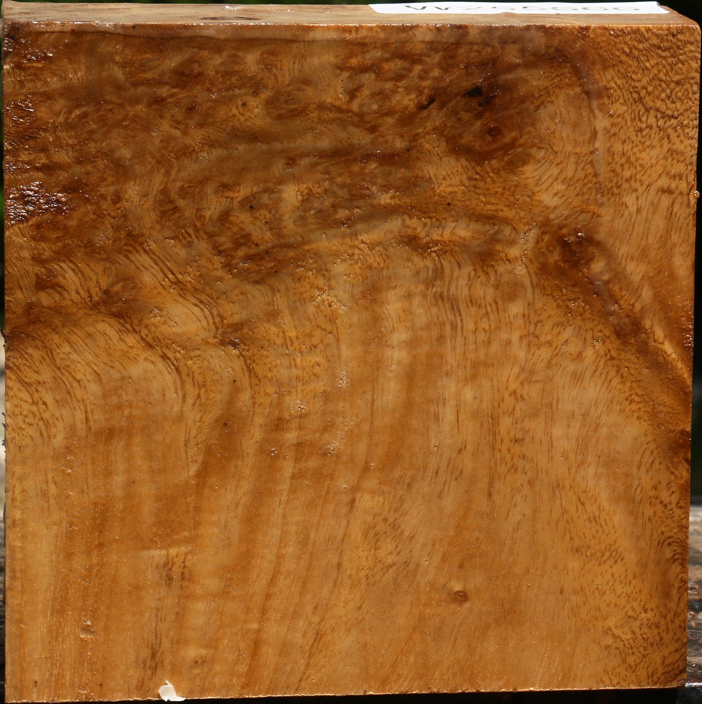 Almond Burl Bowl Blank