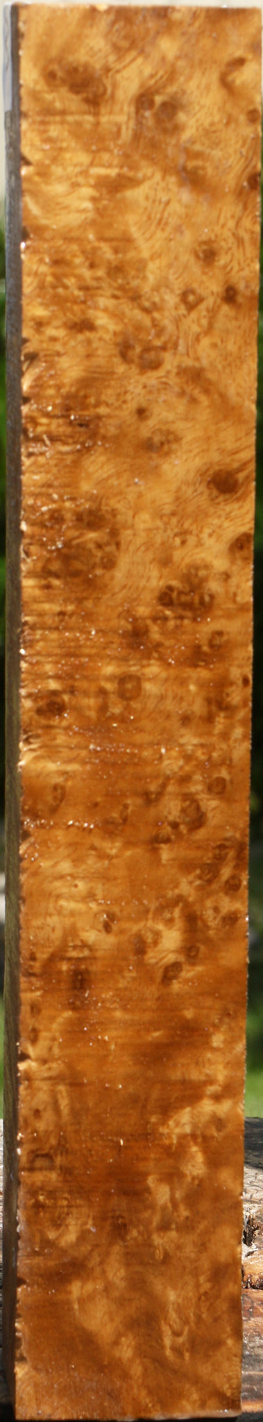 Almond Burl Turning Square