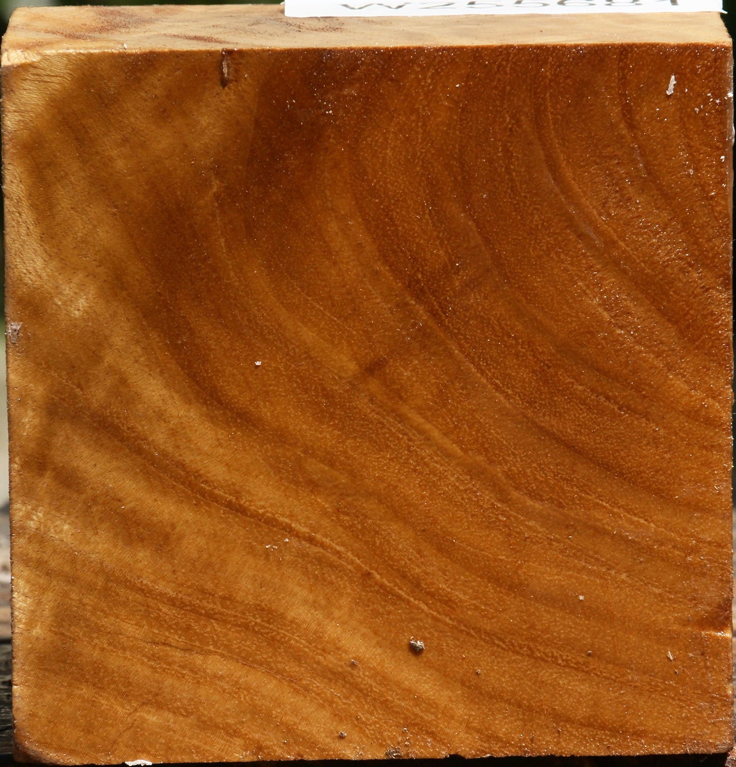 Figured Almond Burl Bowl Blank