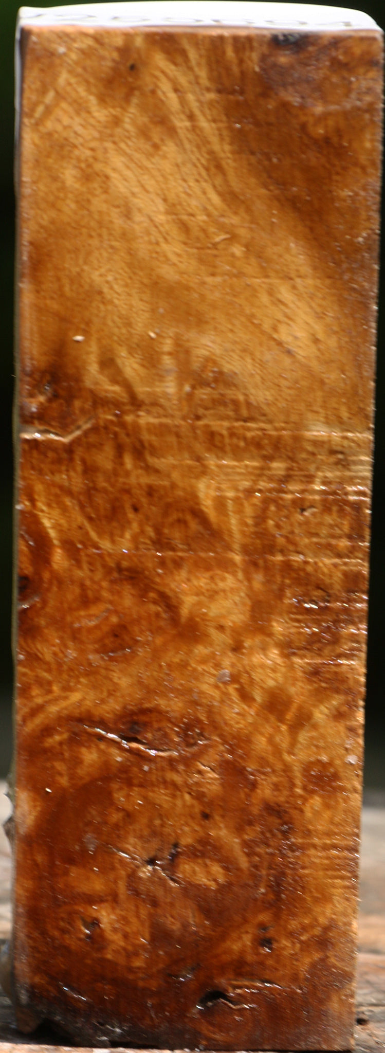 Almond Burl Turning Blank