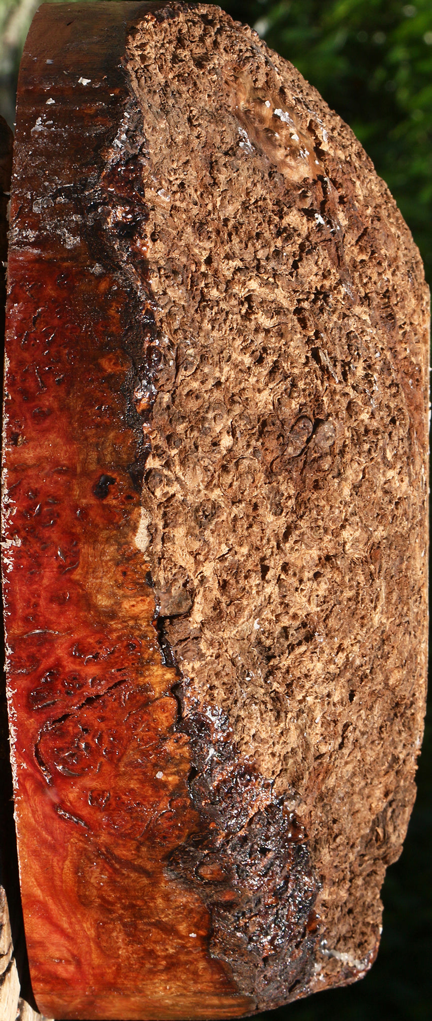 Camphor Burl Live Edge Turning Blank