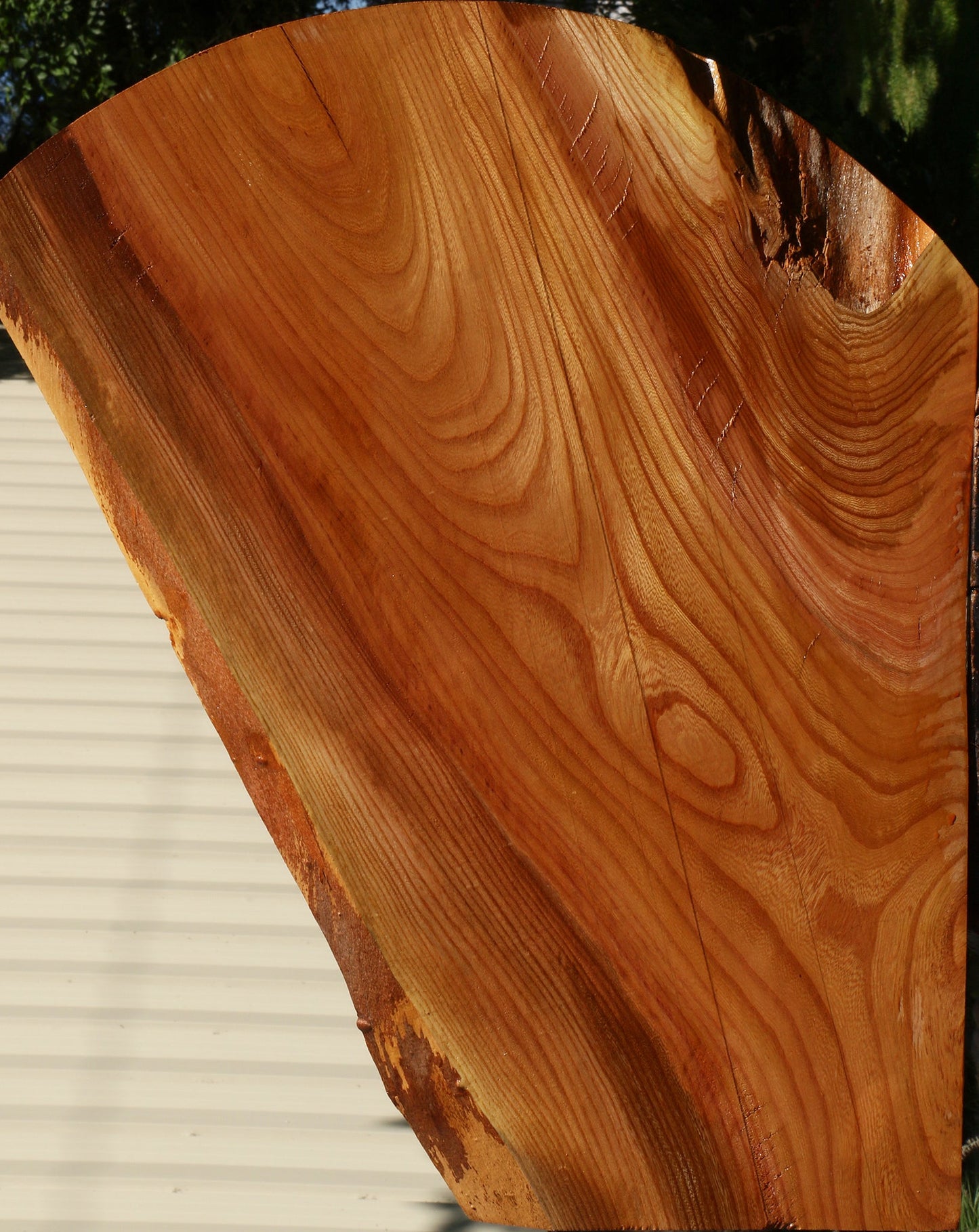 Figured Chinese Elm Live Edge Mini Slab