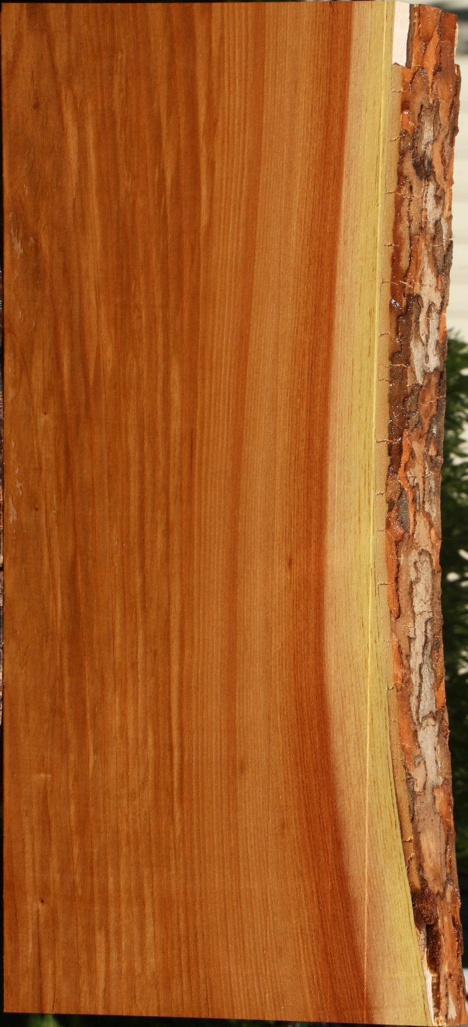 Chinese Elm Live Edge Mini Slab