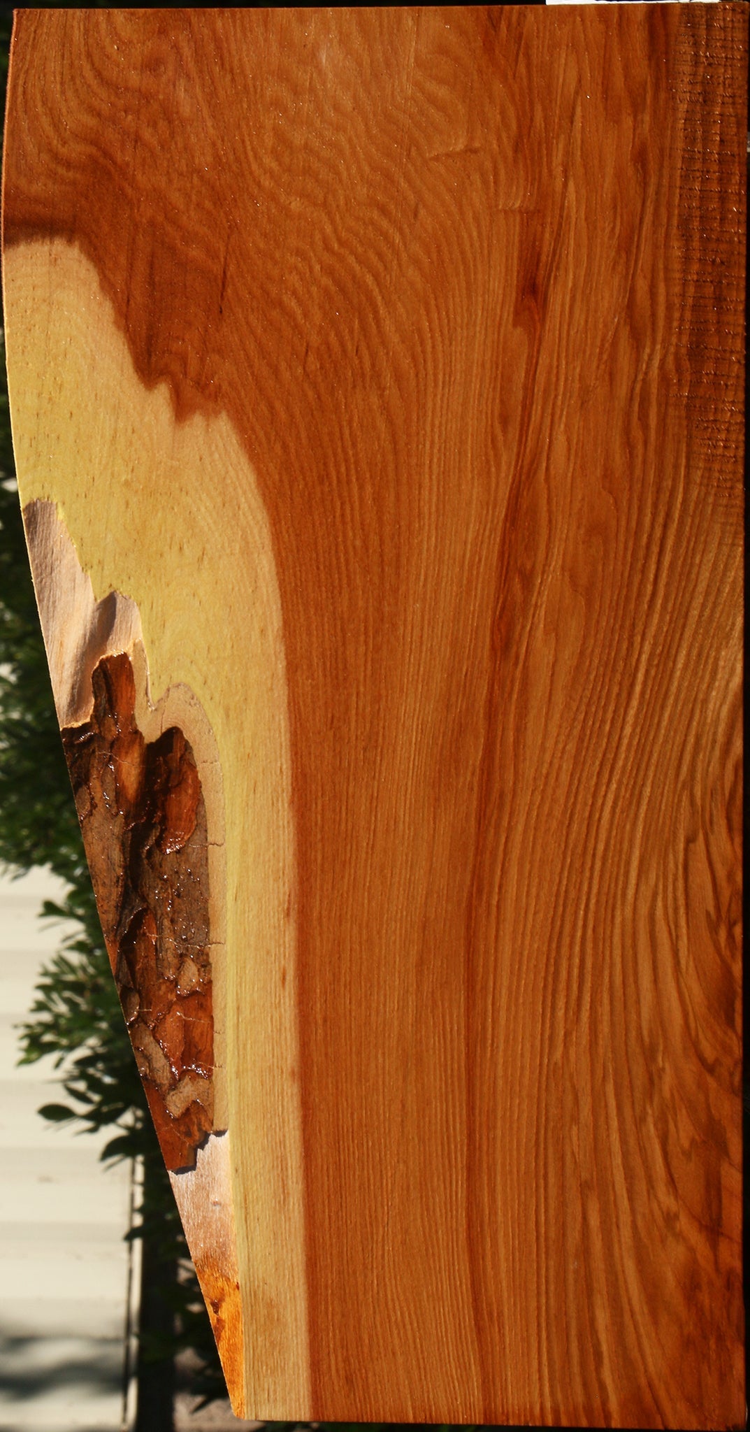 Chinese Elm Live Edge Lumber