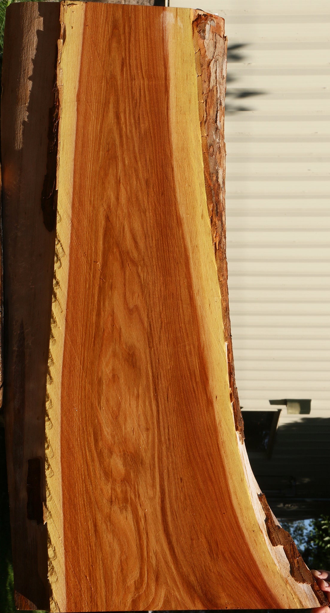 Chinese Elm Live Edge Mini Slab
