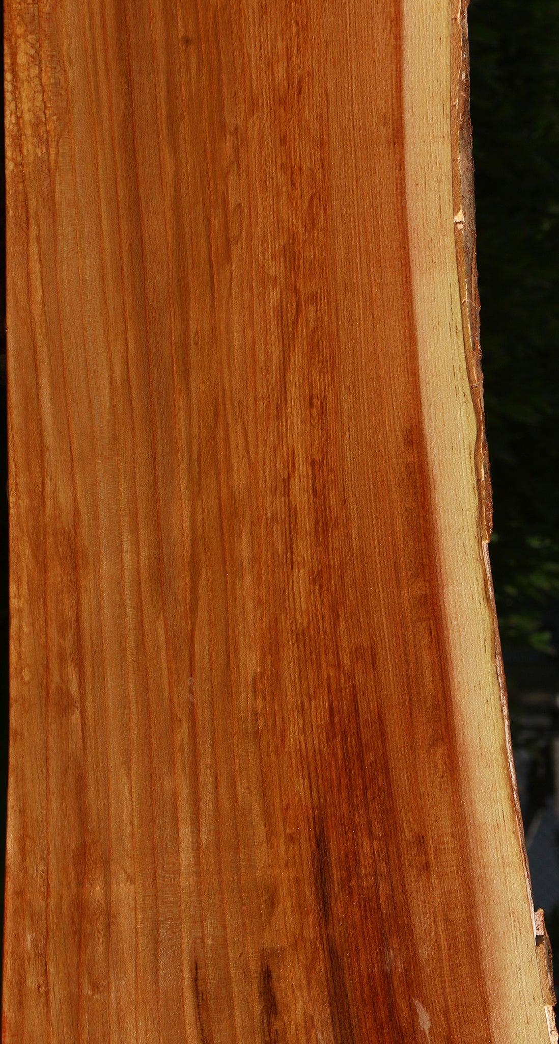 Chinese Elm Live Edge Mini Slab