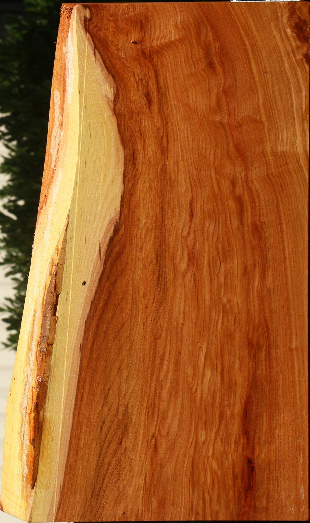 Figured Chinese Elm Live Edge Lumber