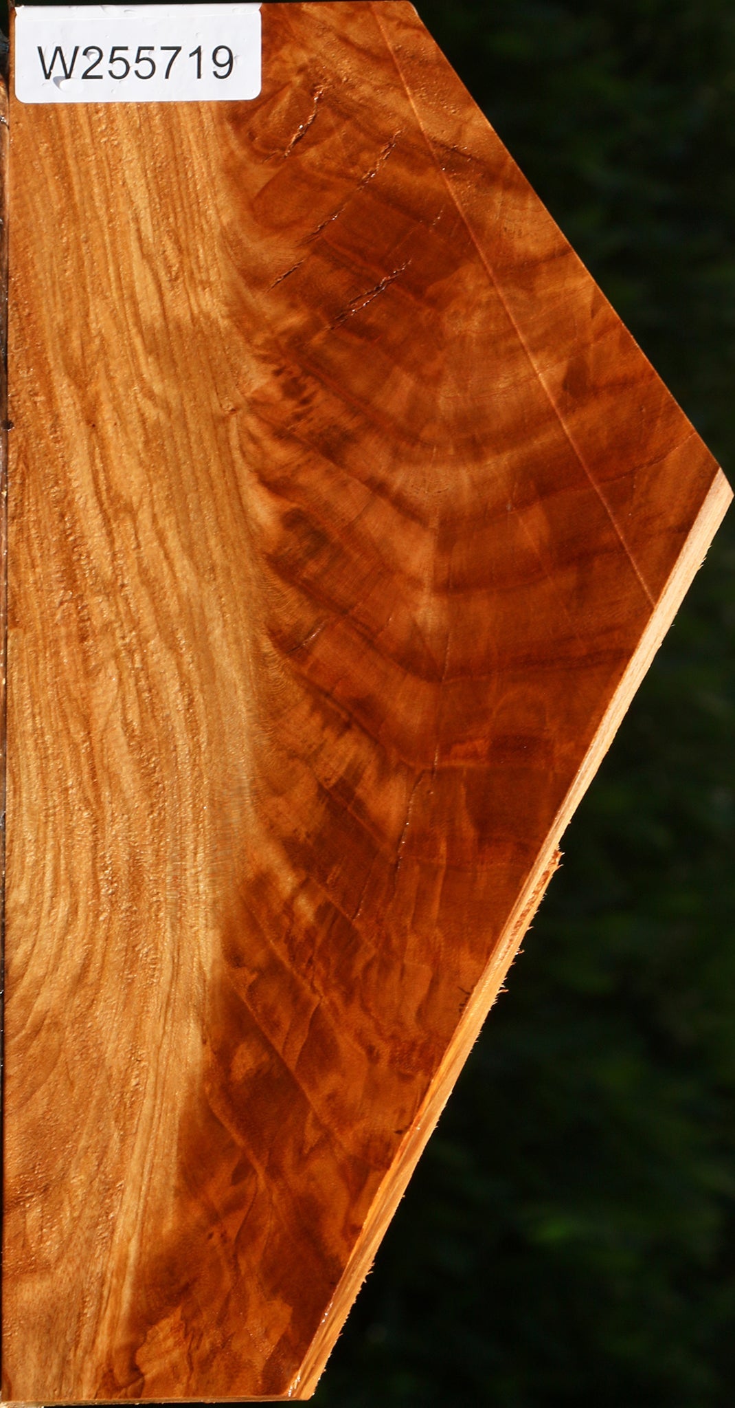 Exhibition Chinese Elm Lumber