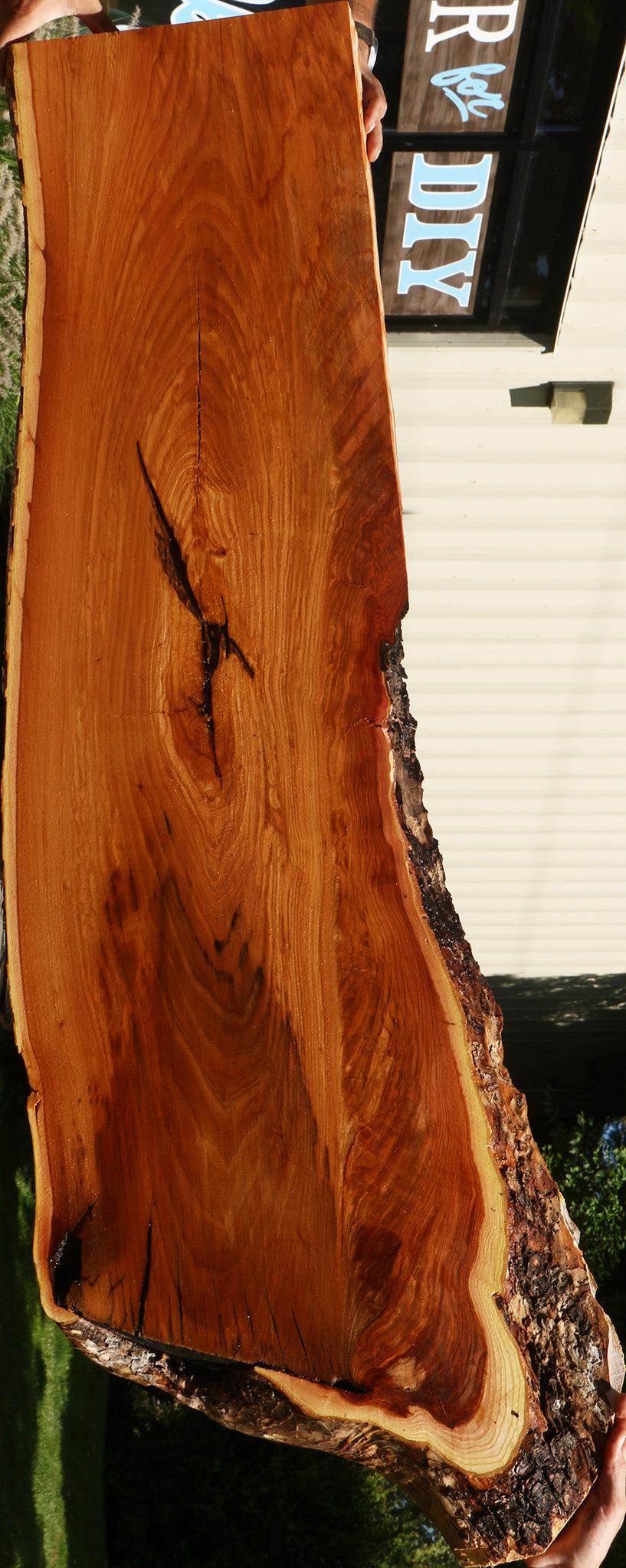 Extra Fancy Rustic Chinese Elm Live Edge Slab (Free Shipping Excluded)