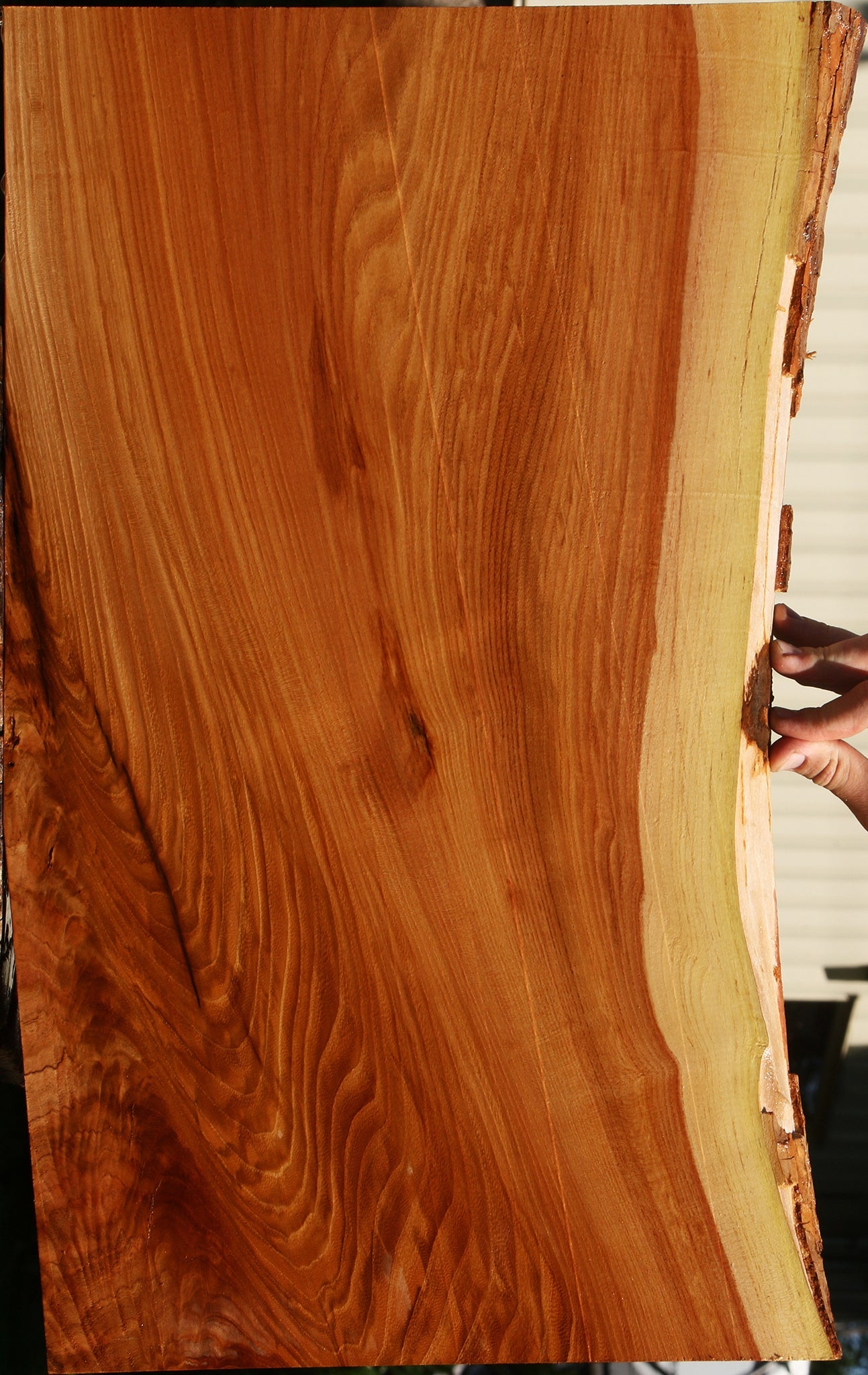 Figured Rustic Chinese Elm Live Edge Mini Slab
