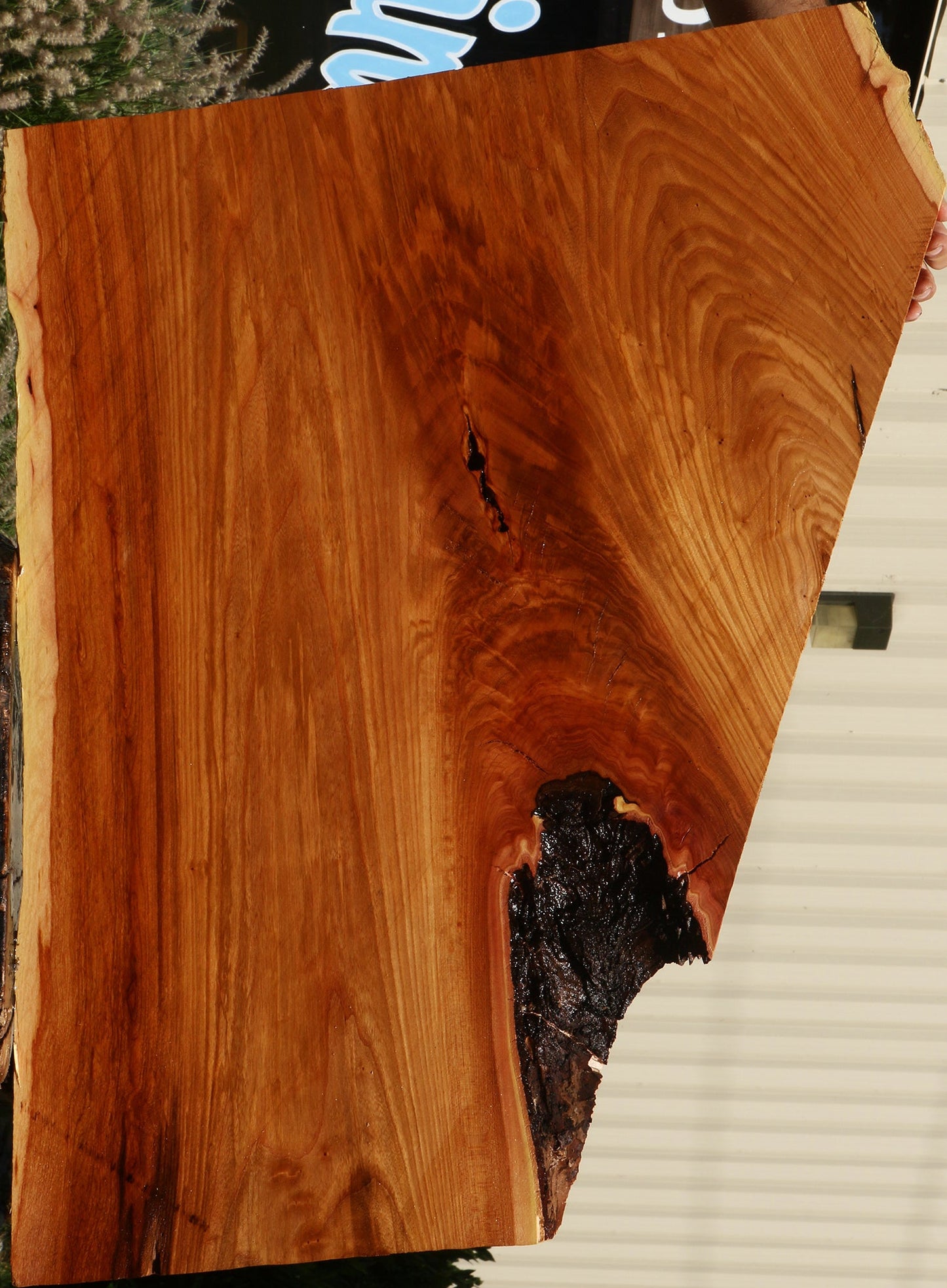 Extra Fancy Chinese Elm Live Edge Mini Slab