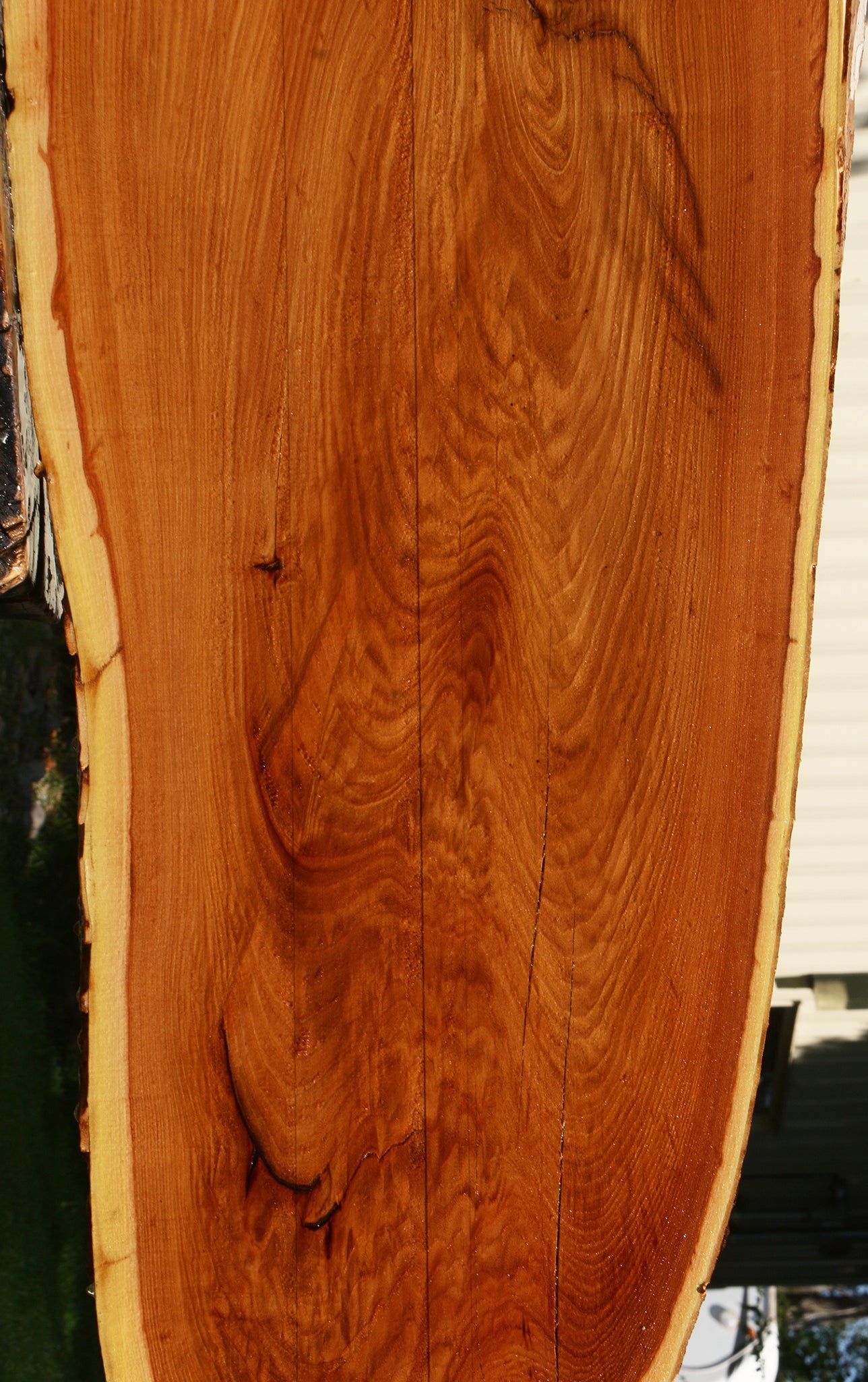 Rustic Chinese Elm Live Edge Slab