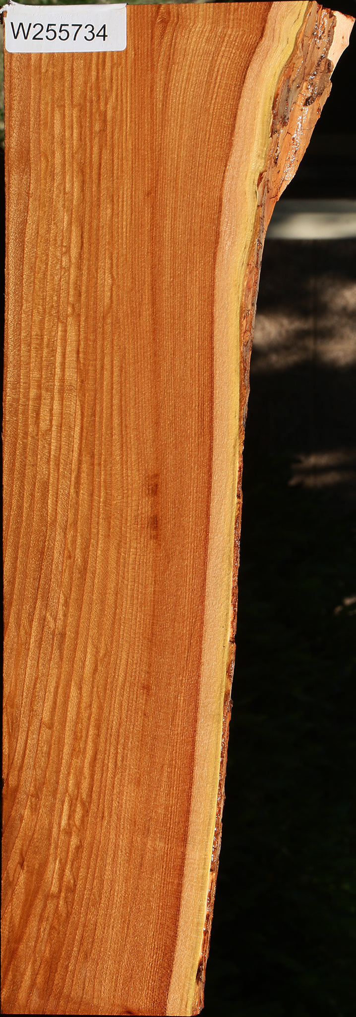 Chinese Elm Live Edge Lumber