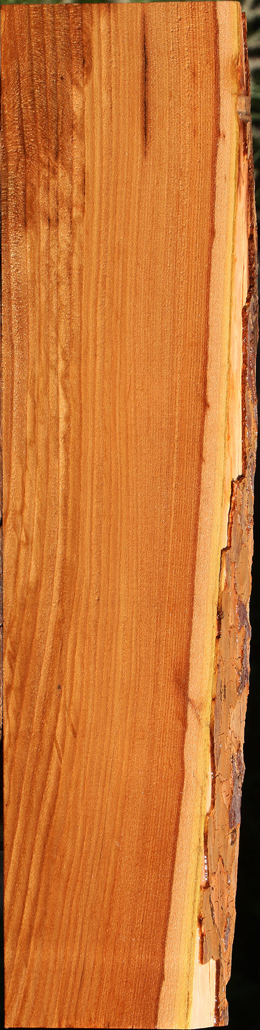 Chinese Elm Live Edge Lumber