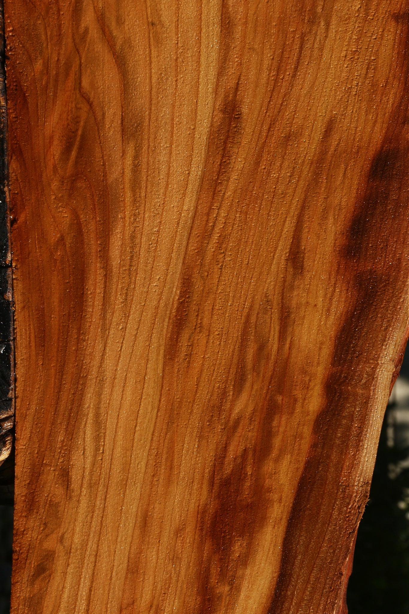 Chinese Elm Live Edge Mini Slab