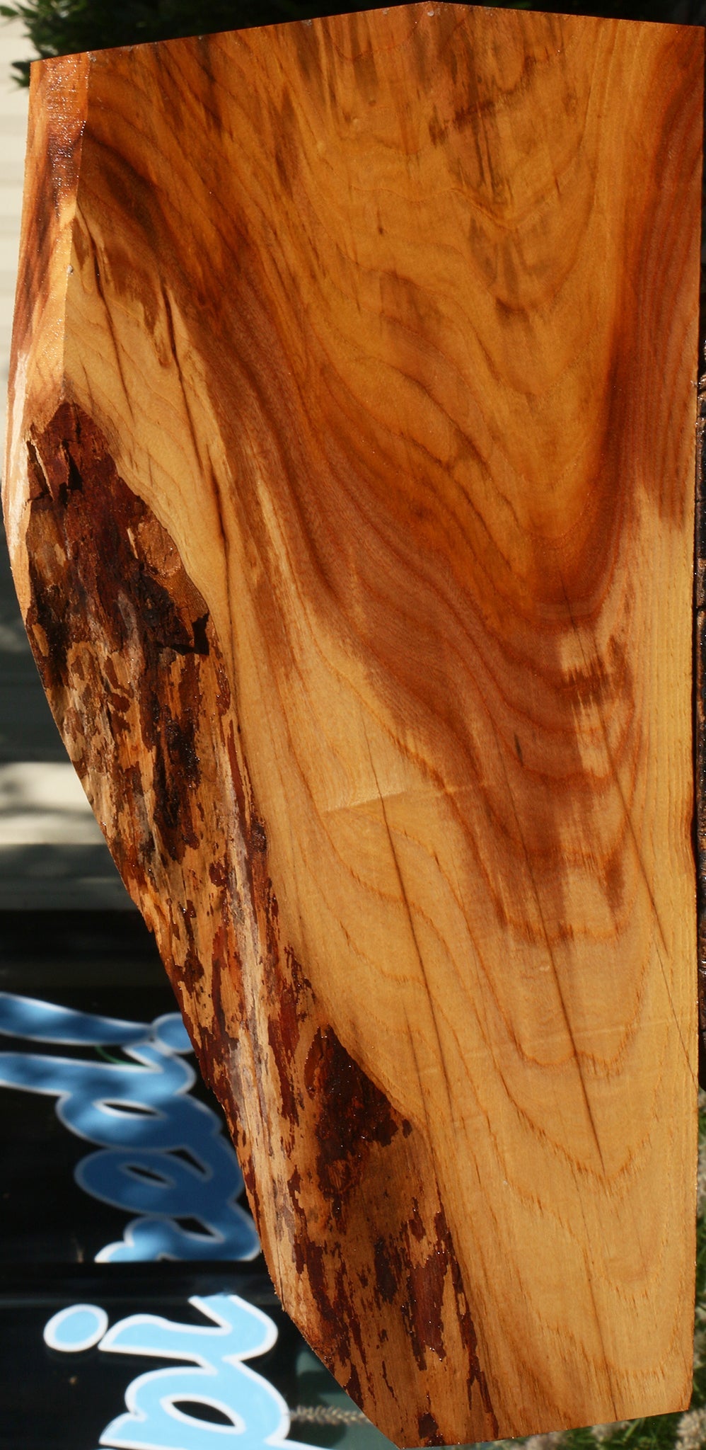 Rustic Chinese Elm Live Edge Mini Slab