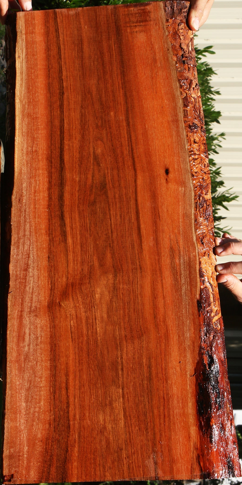 Figured Patagonian Rosewood Live Edge Lumber