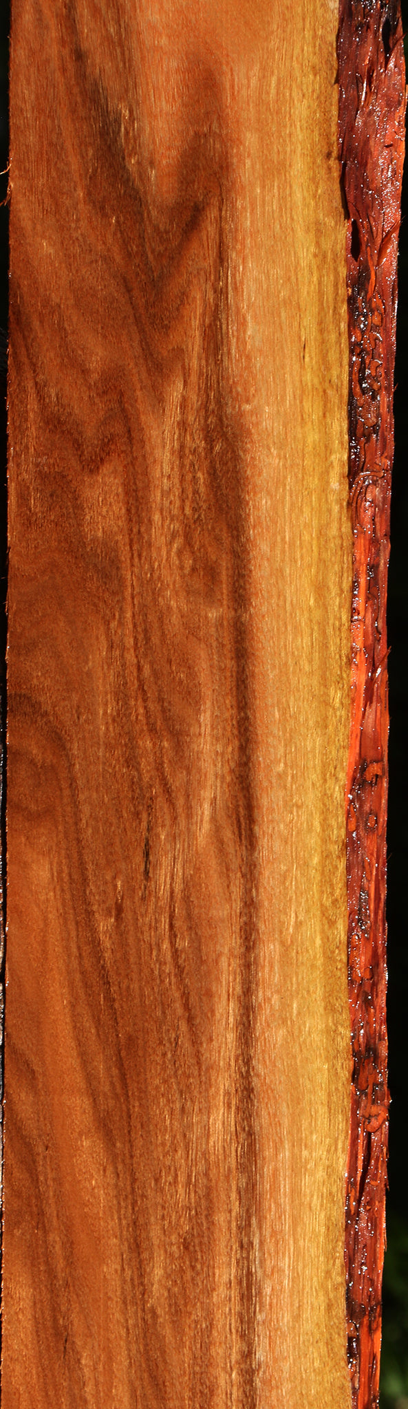 Figured Patagonian Rosewood Live Edge Micro Lumber
