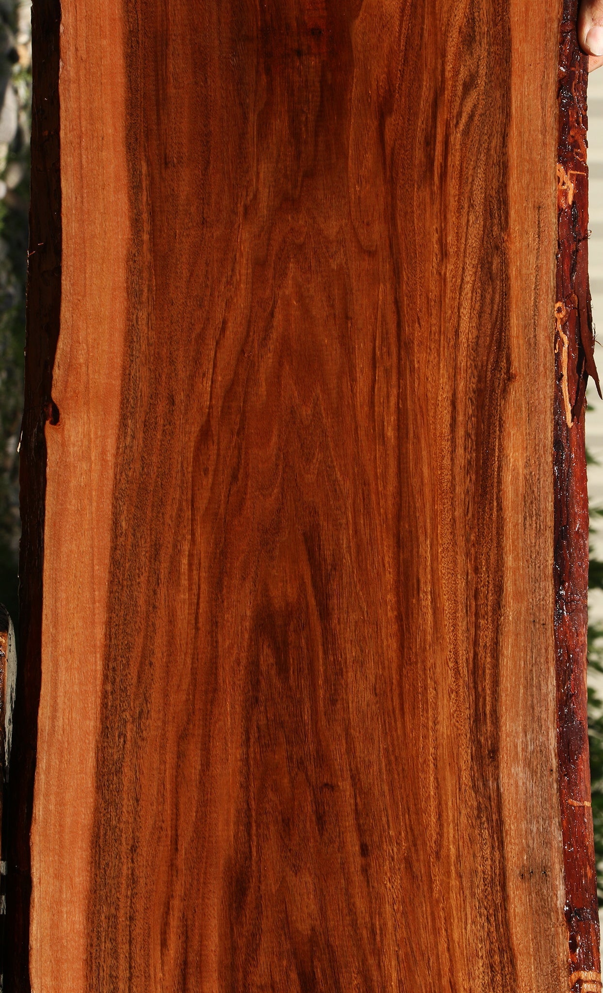 Figured Patagonian Rosewood Live Edge Lumber