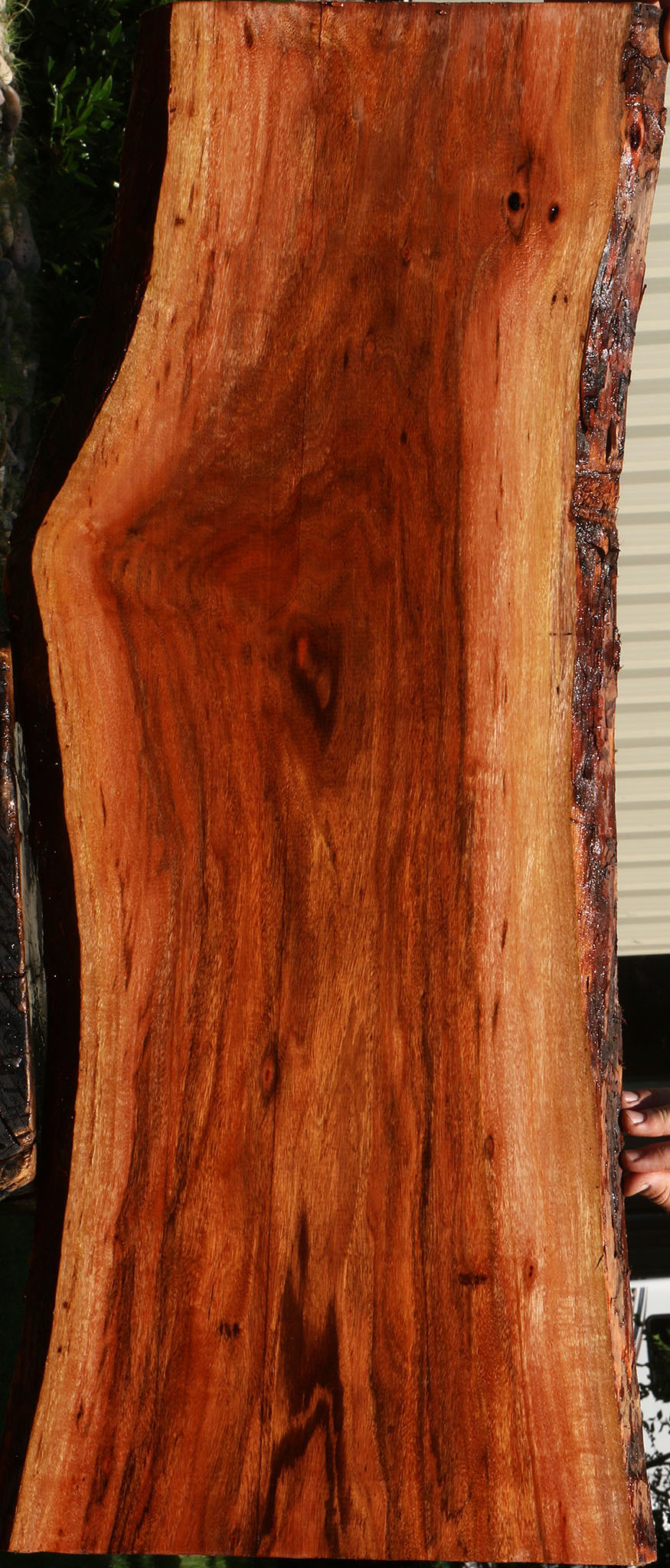 Figured Patagonian Rosewood Live Edge Lumber