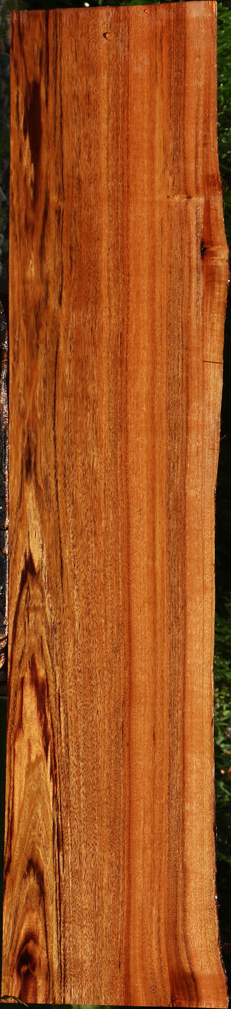 Patagonian Rosewood Live Edge Lumber