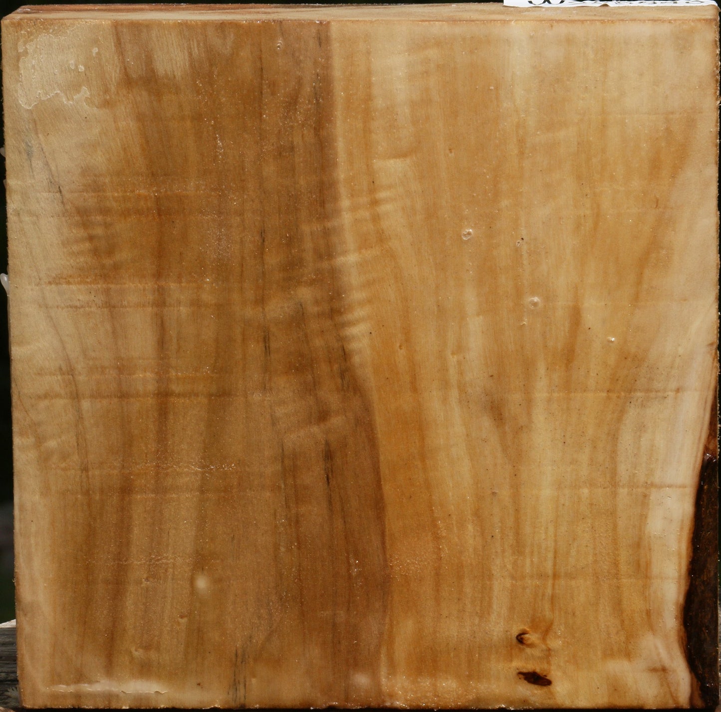 Figured Black Cottonwood Bowl Blank