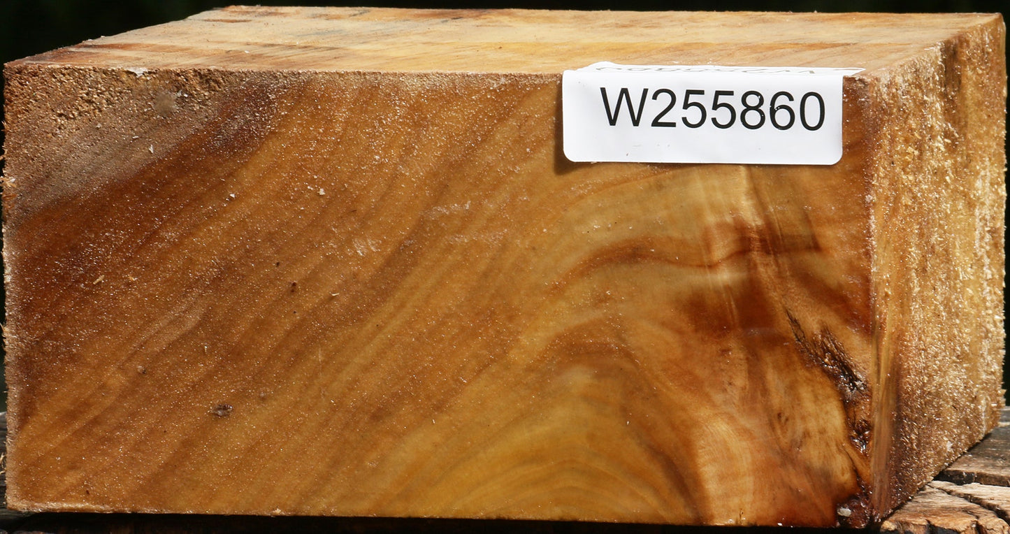 Figured Black Cottonwood Bowl Blank