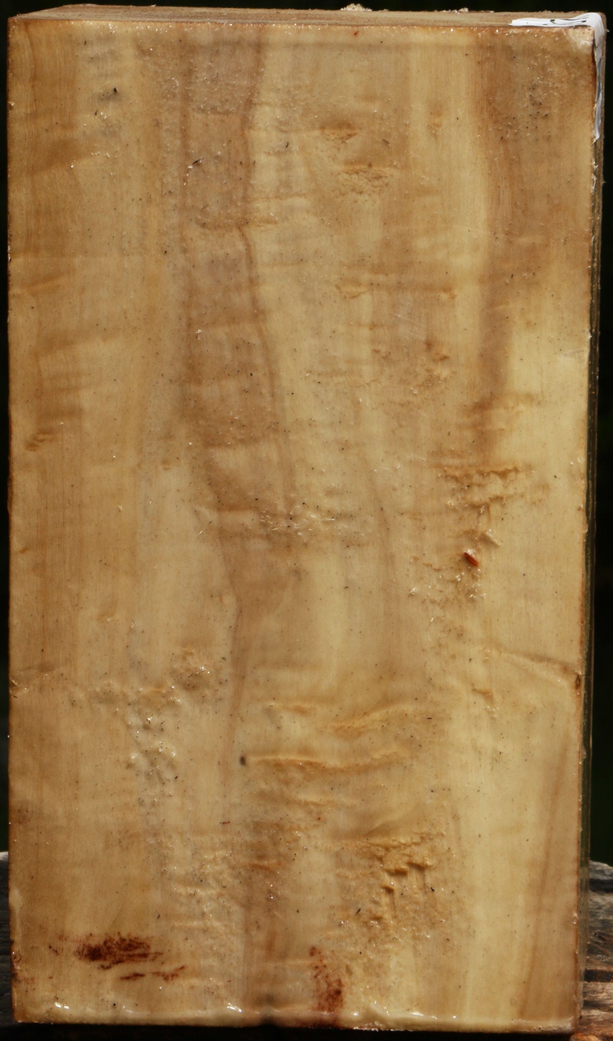 Figured Black Cottonwood Vessel Blank