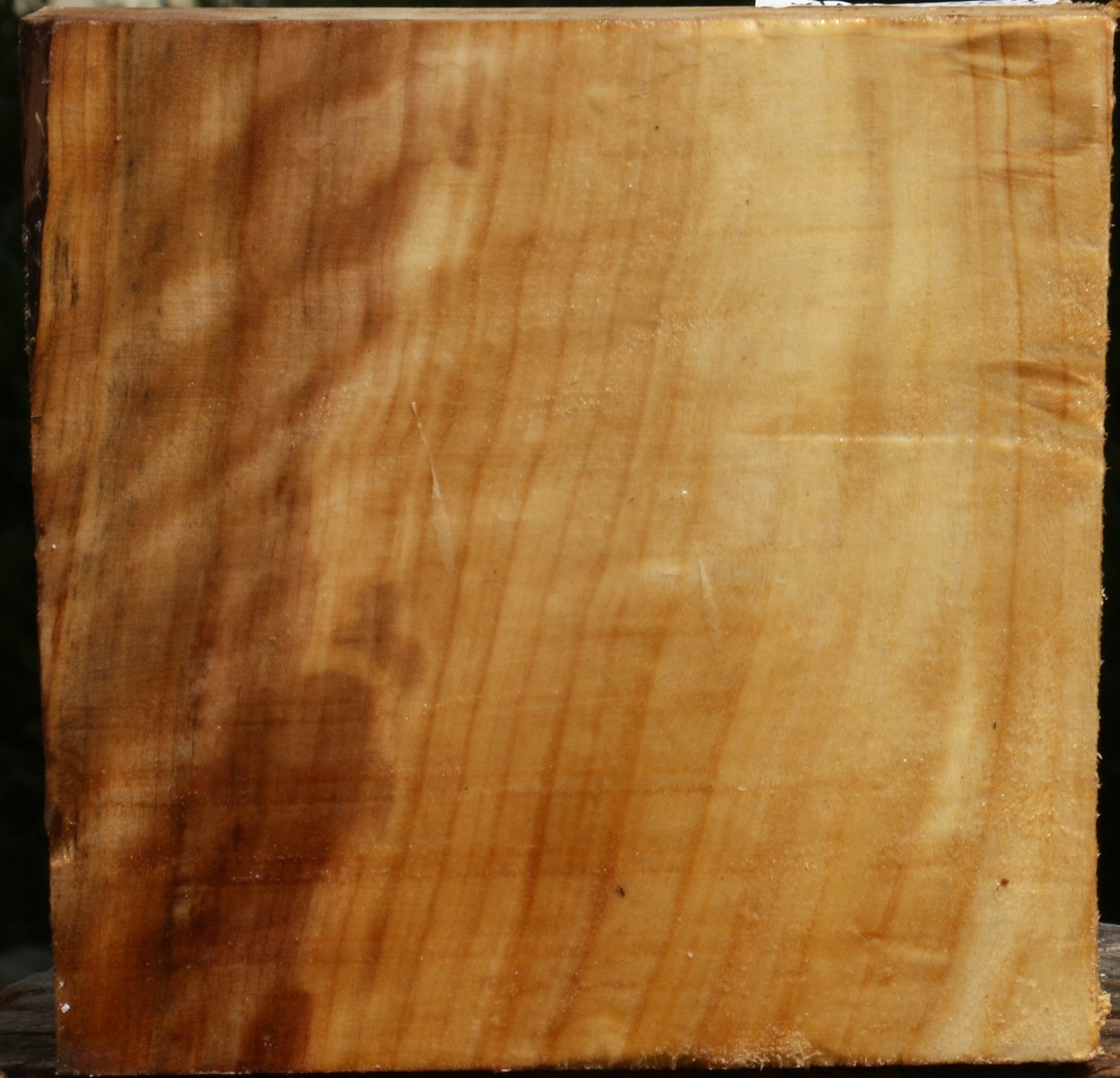 Figured Black Cottonwood Bowl Blank