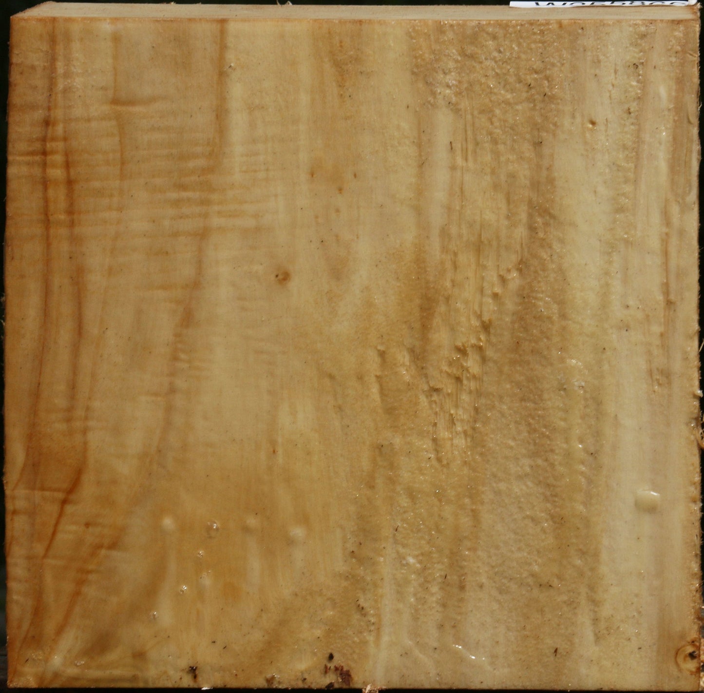 Black Cottonwood Bowl Blank