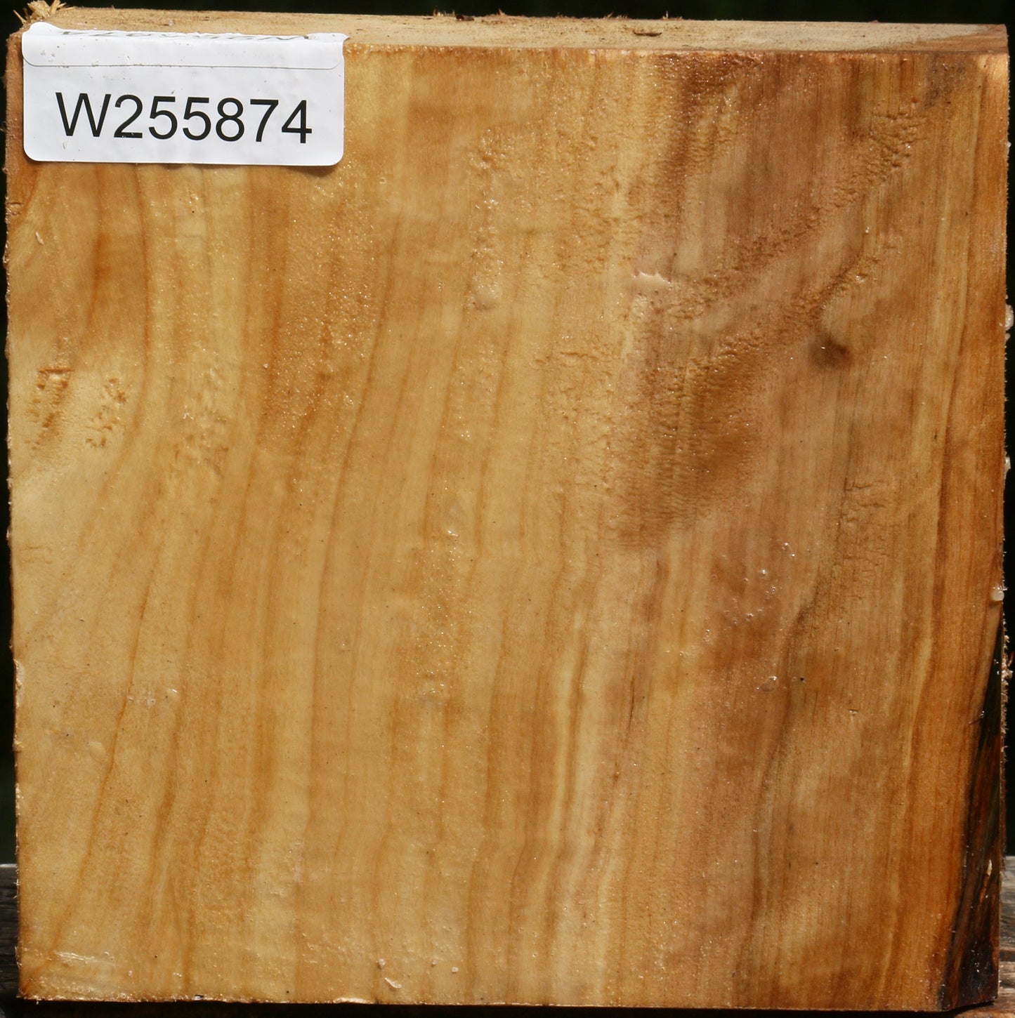 Figured Black Cottonwood Bowl Blank