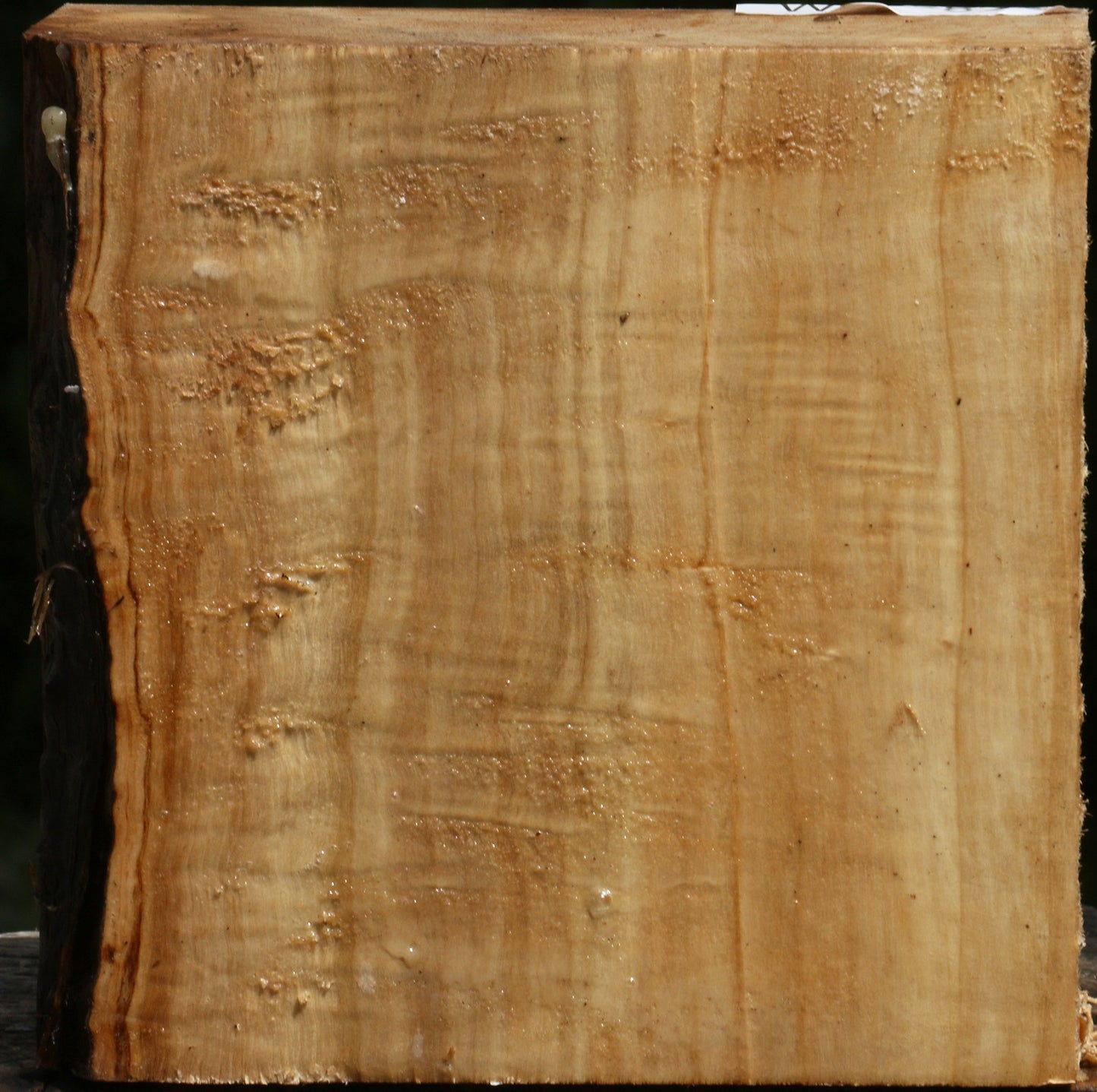 Figured Black Cottonwood Bowl Blank