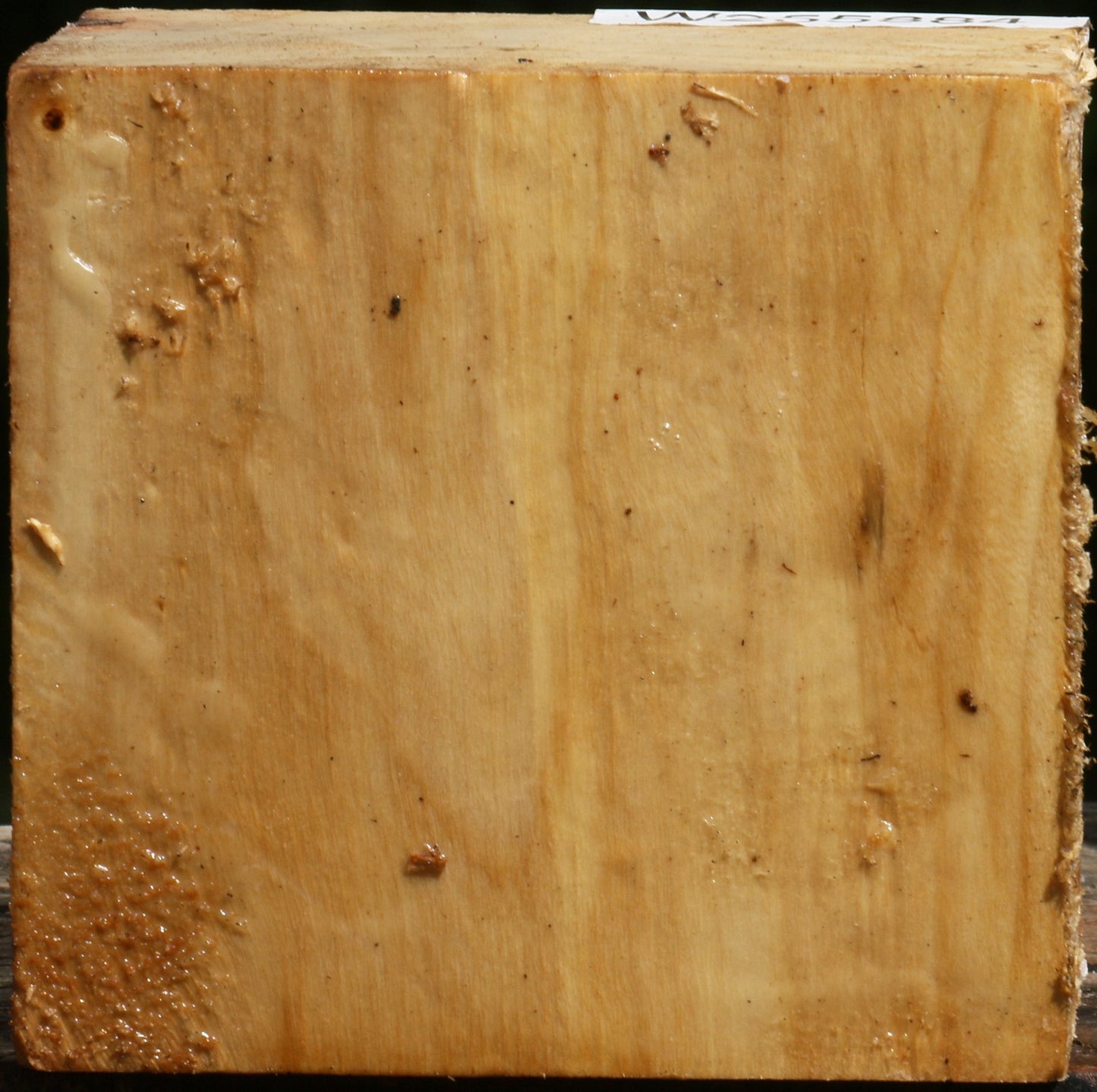 Black Cottonwood Bowl Blank