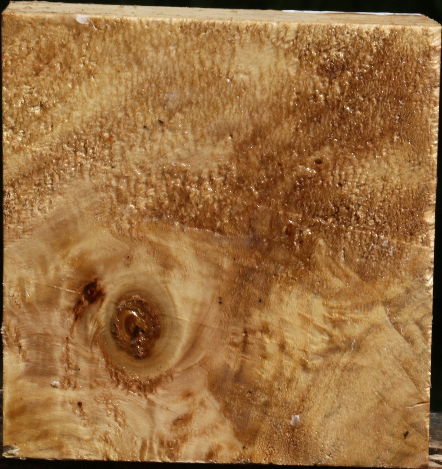 Extra Fancy Black Cottonwood Turning Blank