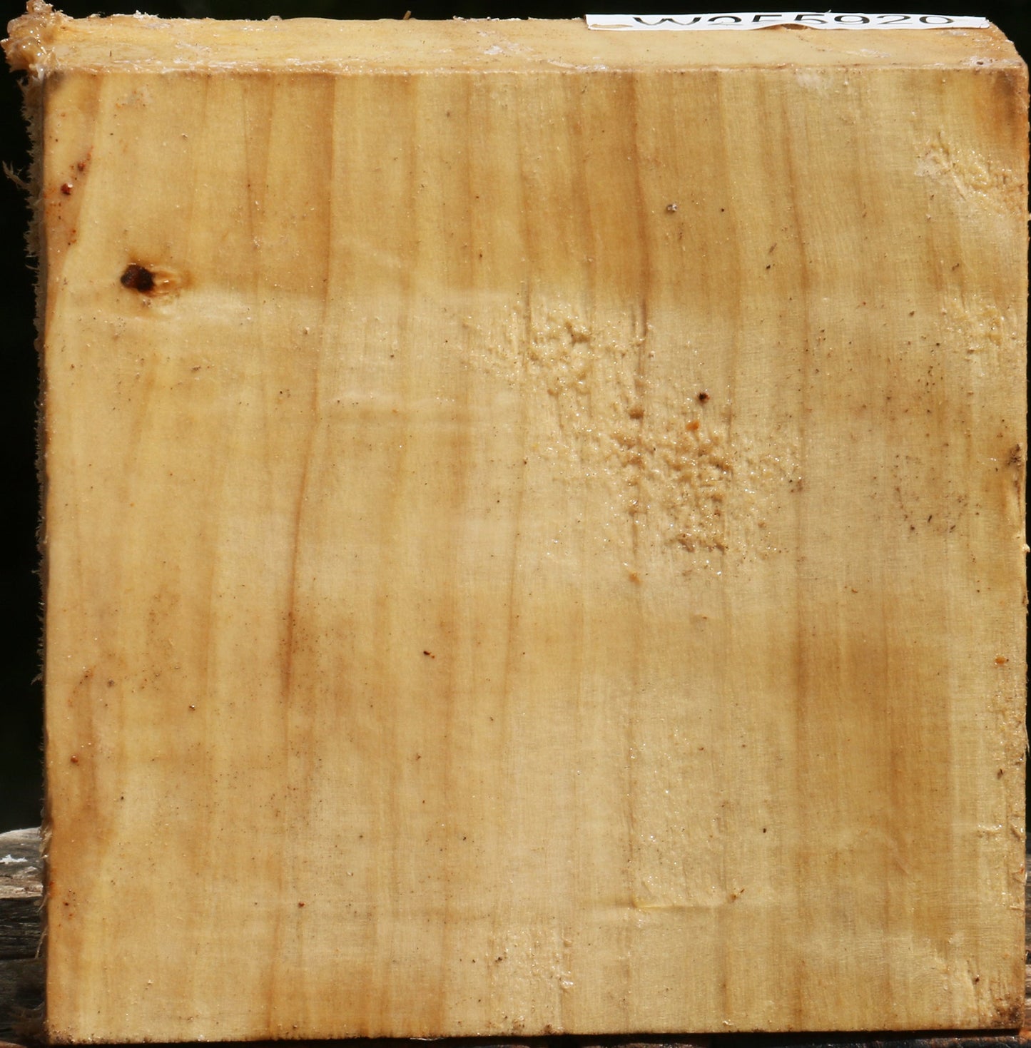Black Cottonwood Bowl Blank