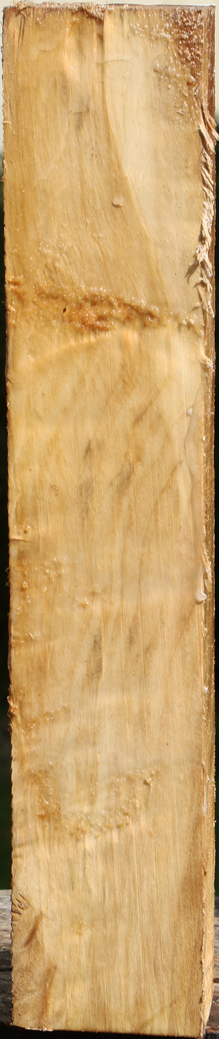 Figured Black Cottonwood Peppermill