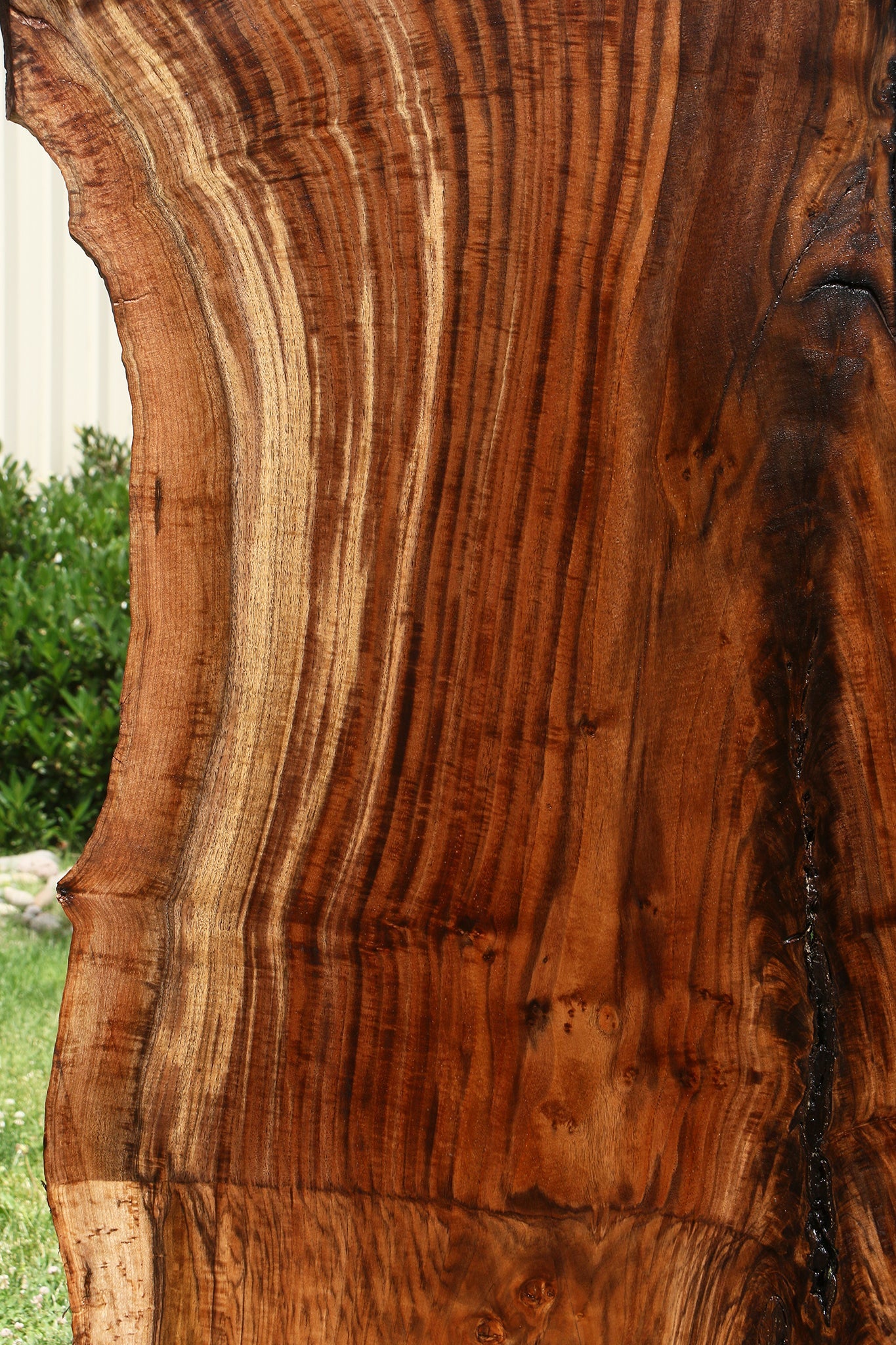 Extra Fancy Rustic Grafted Claro Walnut Live Edge Slab (Free Shipping Excluded)