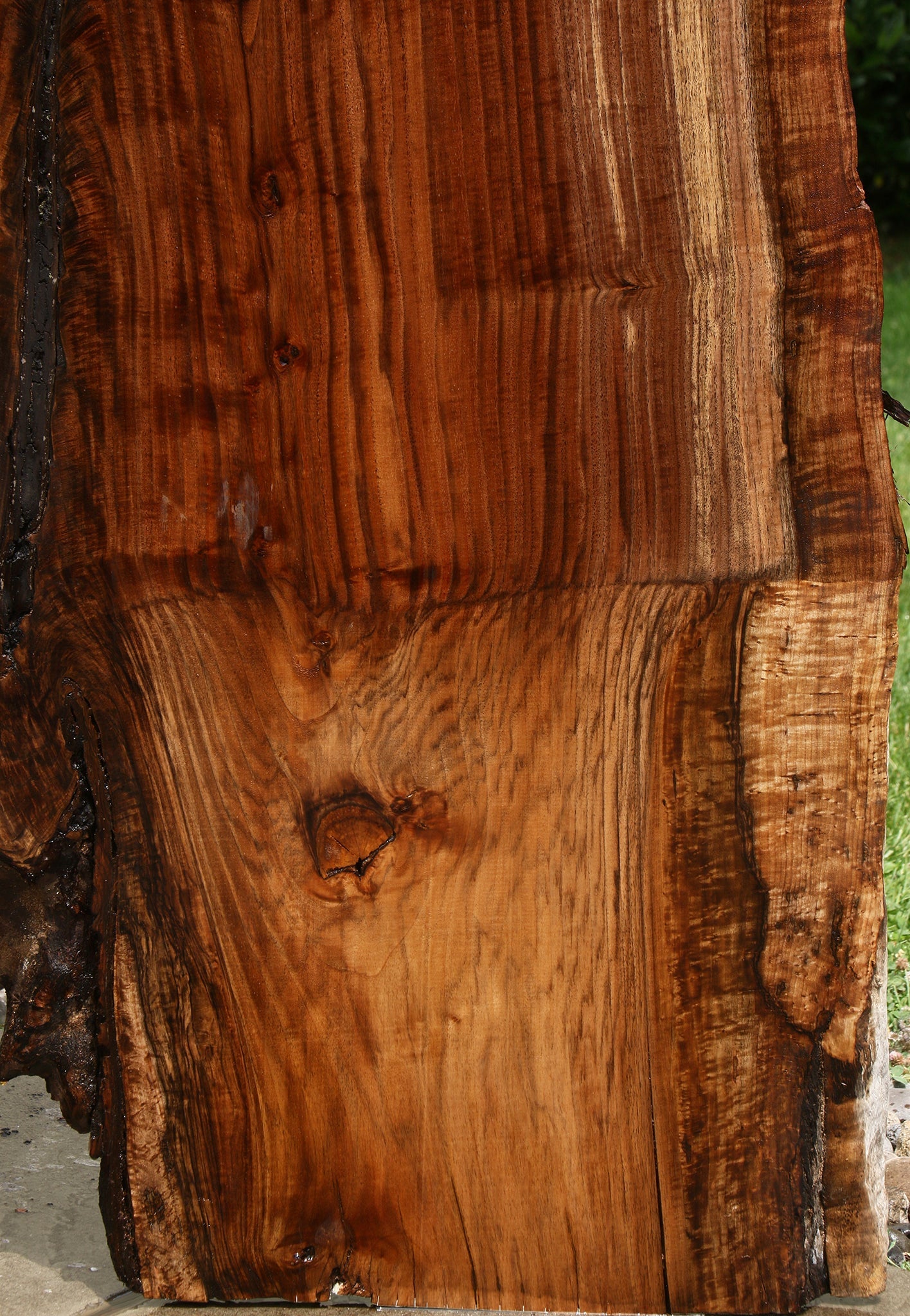 Extra Fancy Rustic Grafted Claro Walnut Live Edge Slab (Free Shipping Excluded)