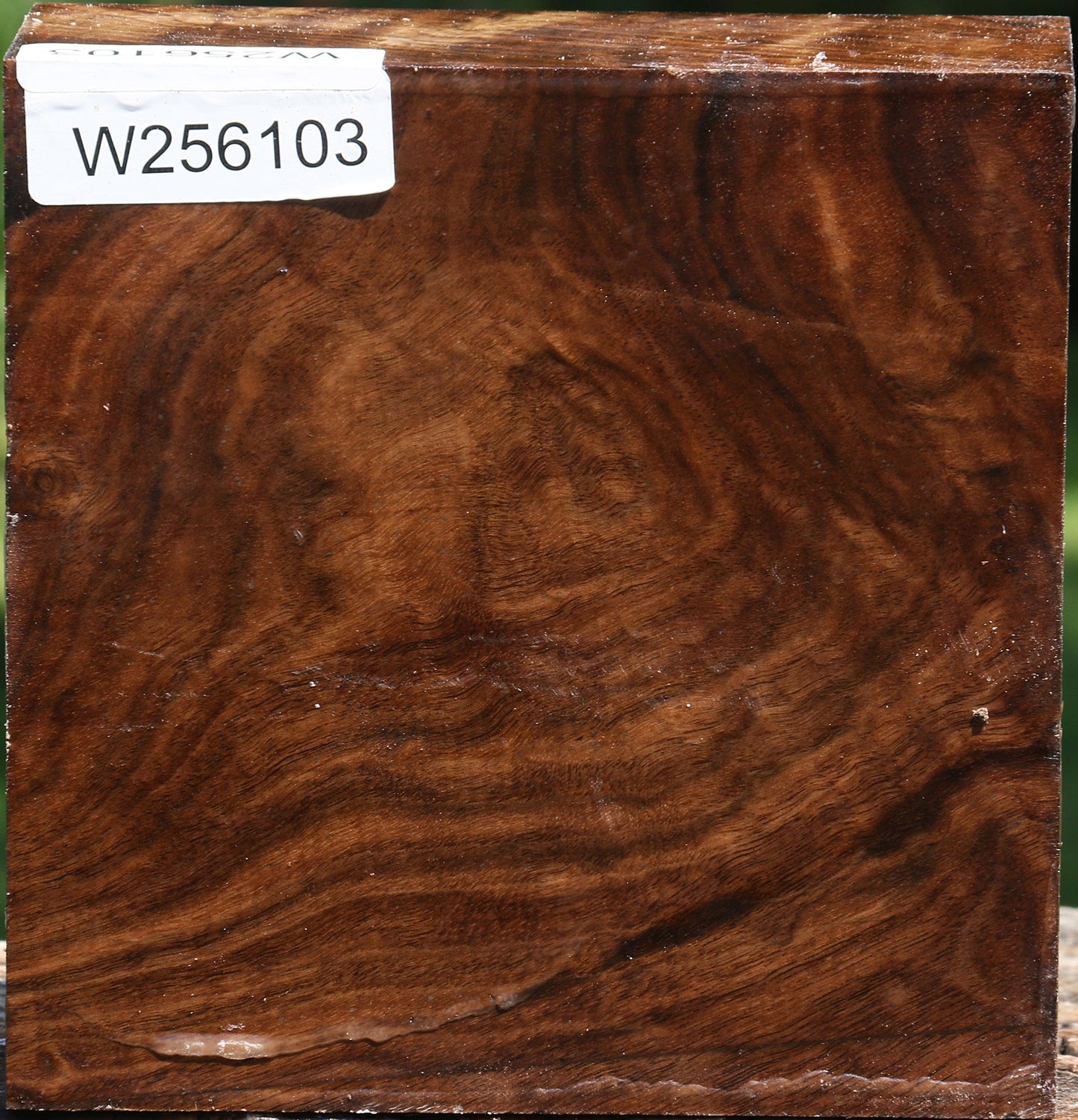 Claro Walnut Bowl Blank